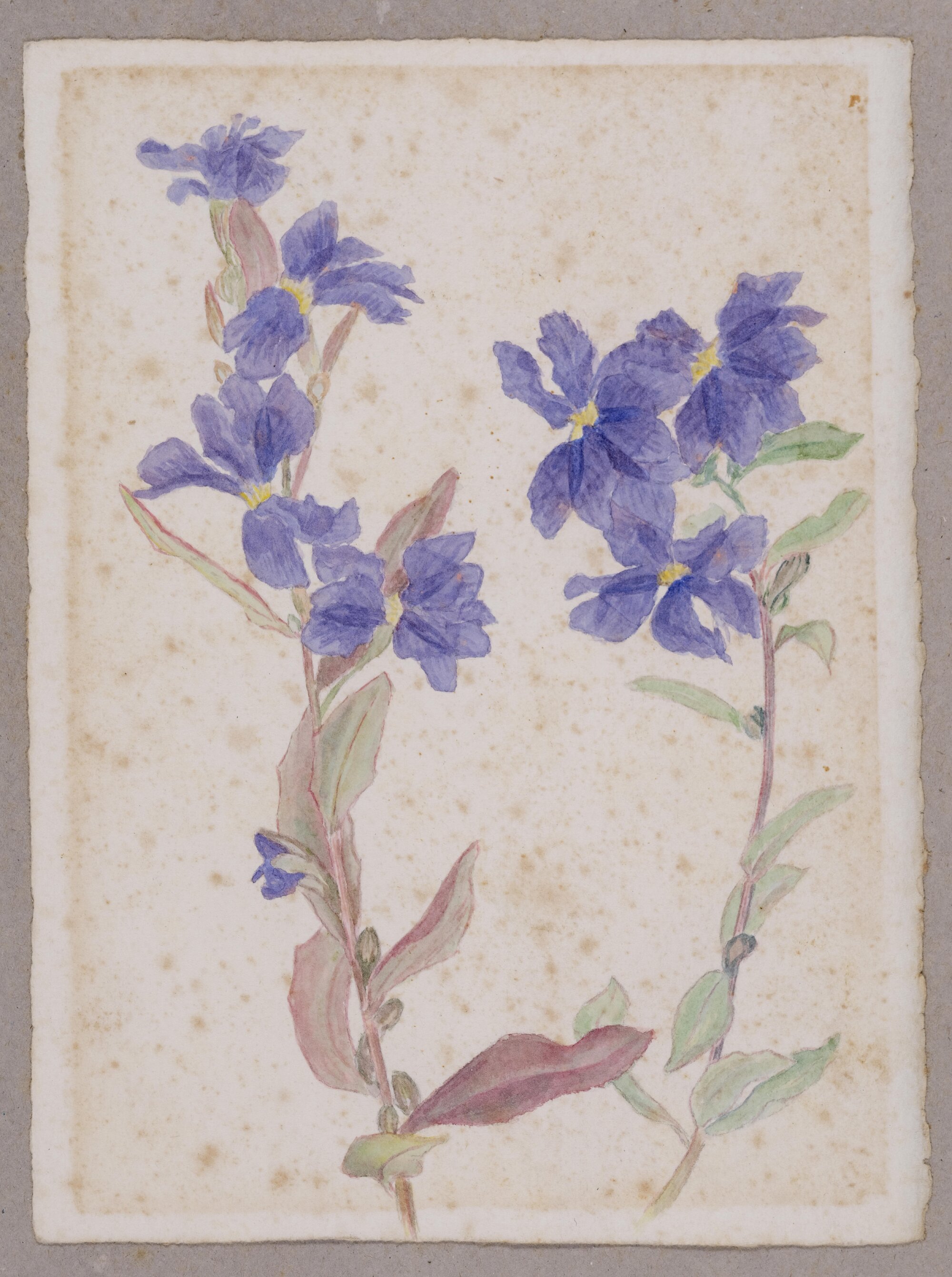 Untitled wildflower