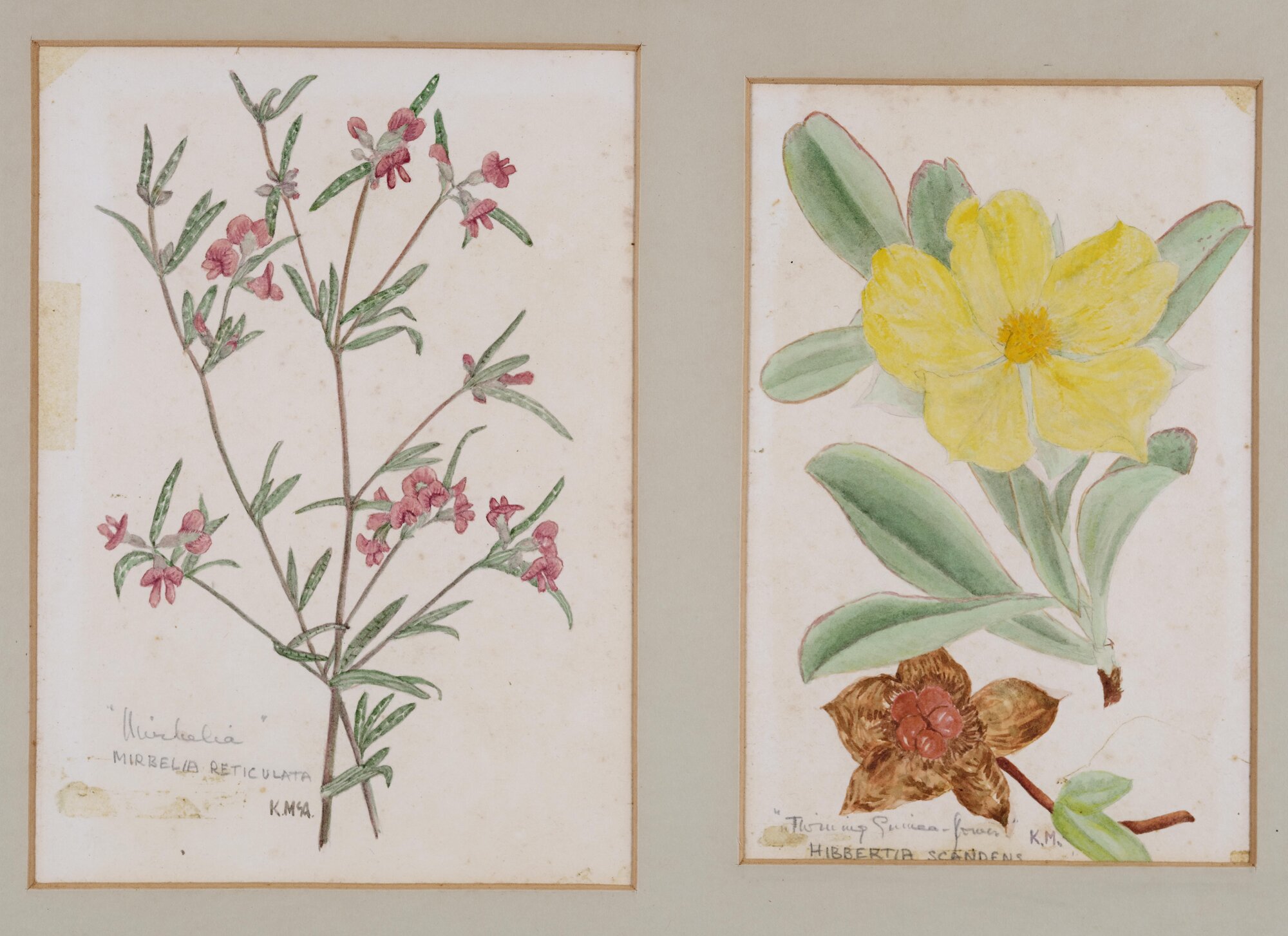 A. "Mirbelia" - Mirbelia reticulata, B. "Twinning Guinea-flower" - Hibbertia scandens