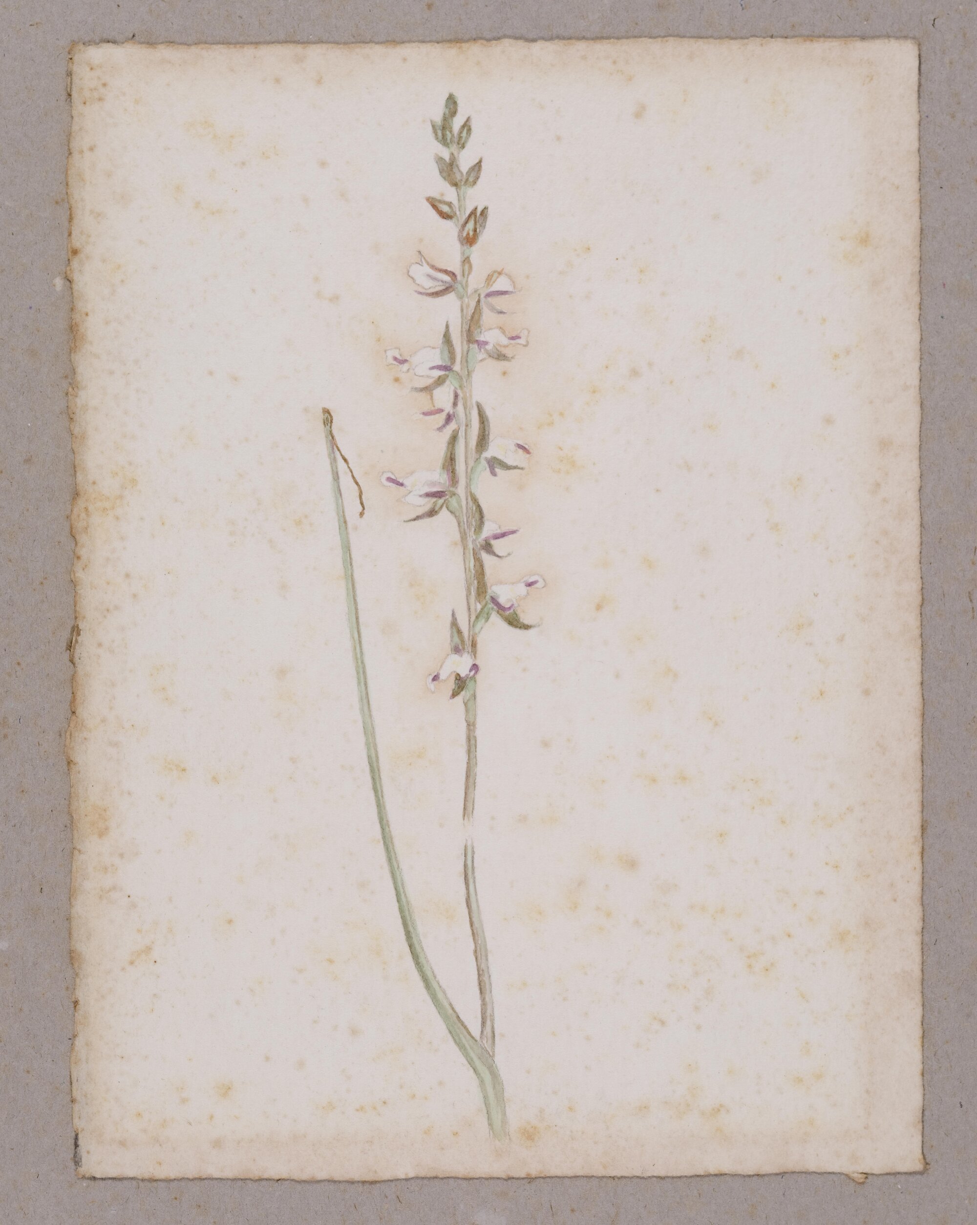 "A Leek Orchid" - Prasophyllum brevilabre