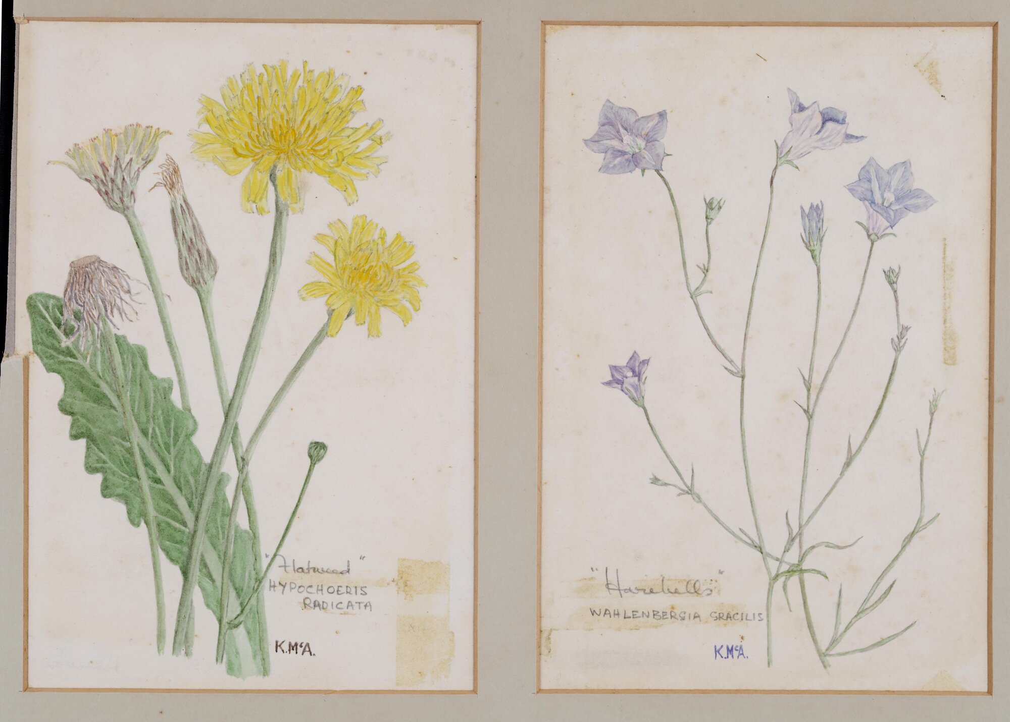 A. "Flatweed" - Hypochoeris Radicata, B. "Harebells" - Wahlenbergia Gracilis