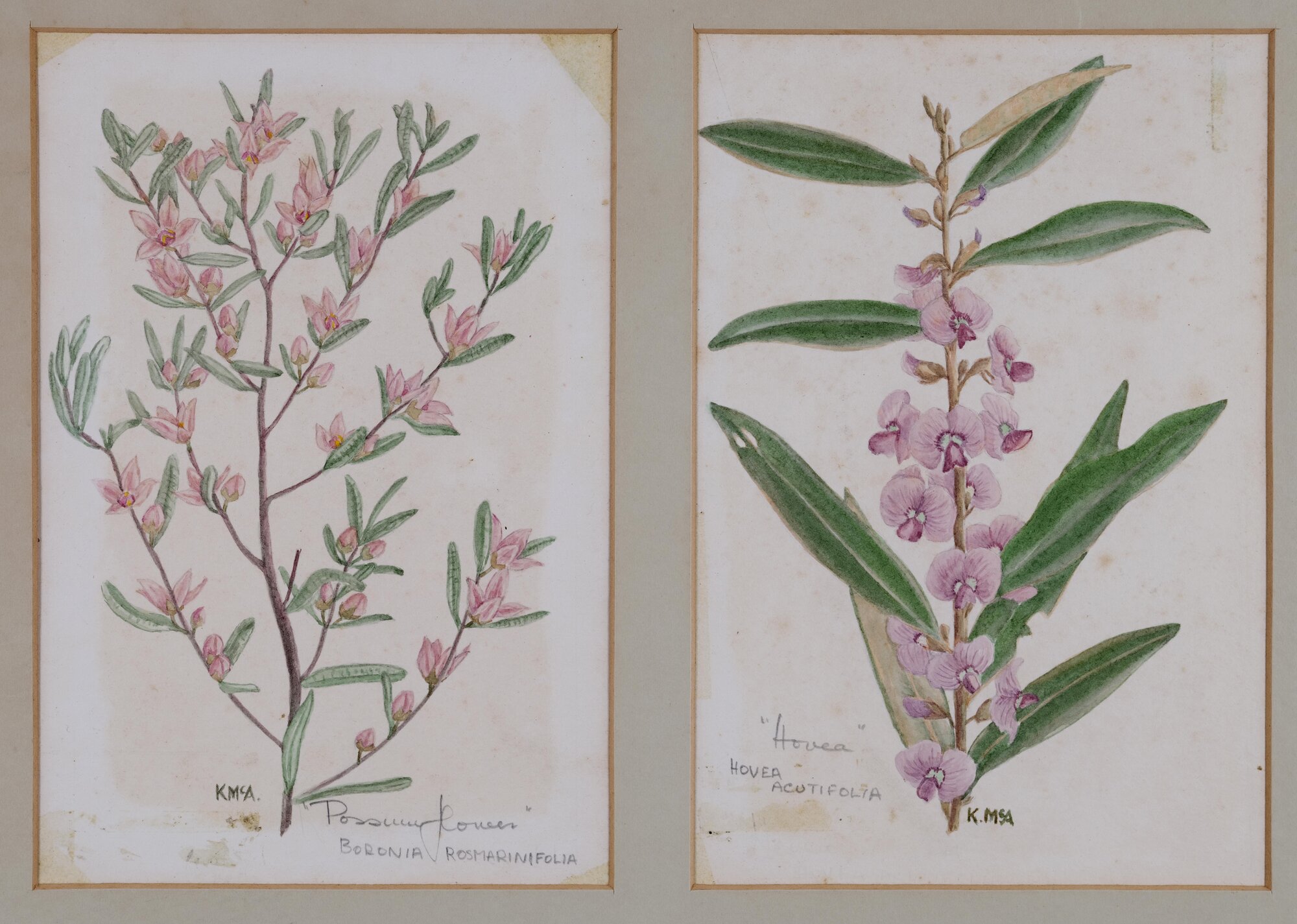 A. "Possum Flower" - Boronia Rosmarinifolia, B. "Hovea" - Hovea Acutifolia