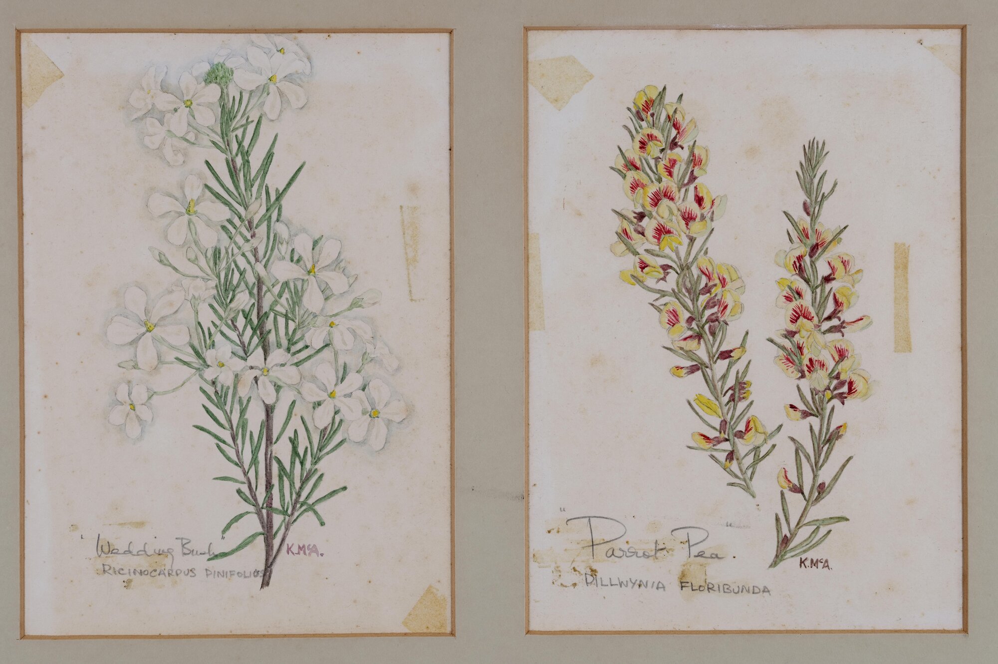 A. "Wedding Bush" - Ricinocarpus Pinifolios, B. "Parrot Pea" - Dillwynia Floribunda