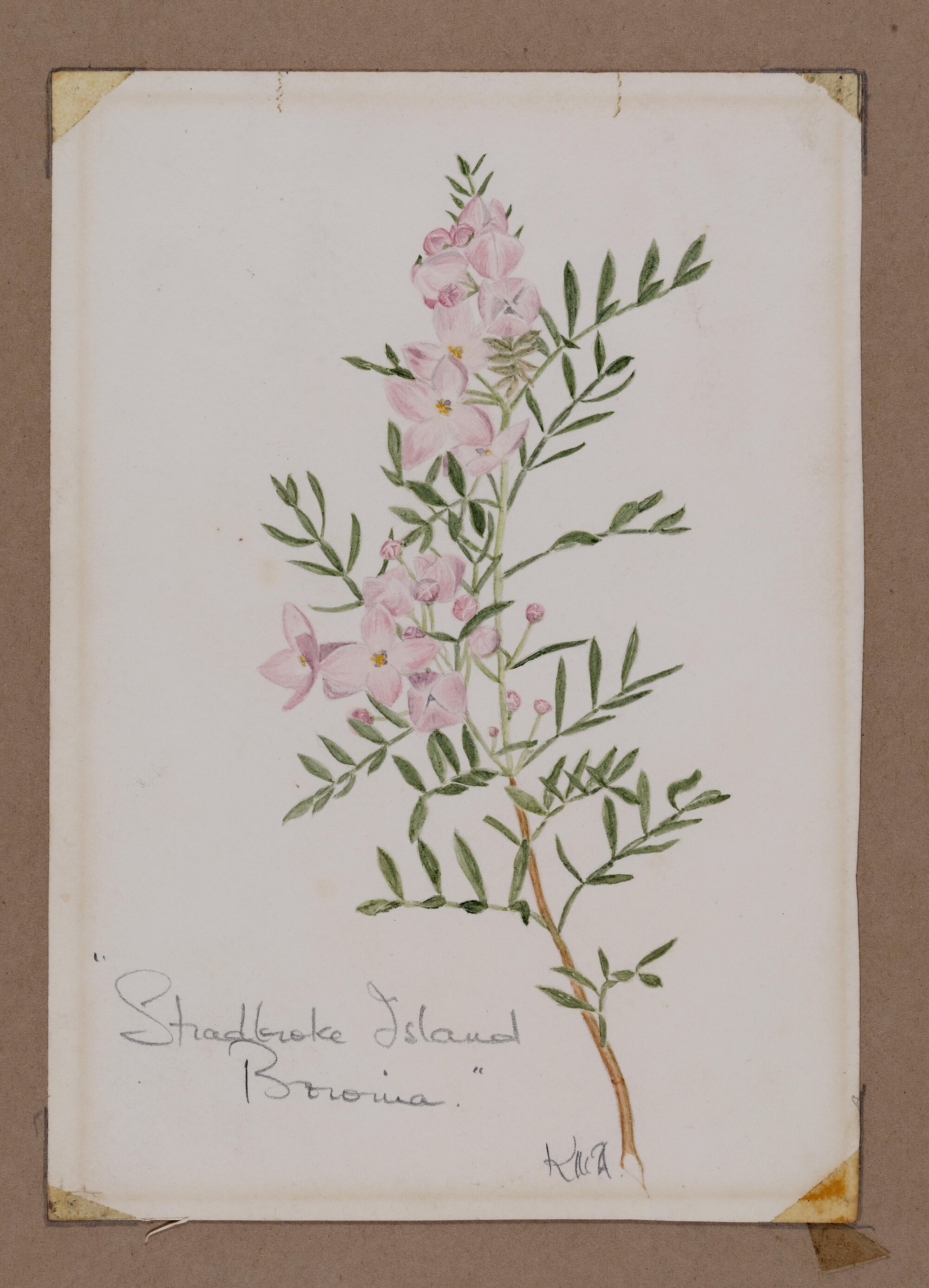 "Stradbroke Island Boronia"