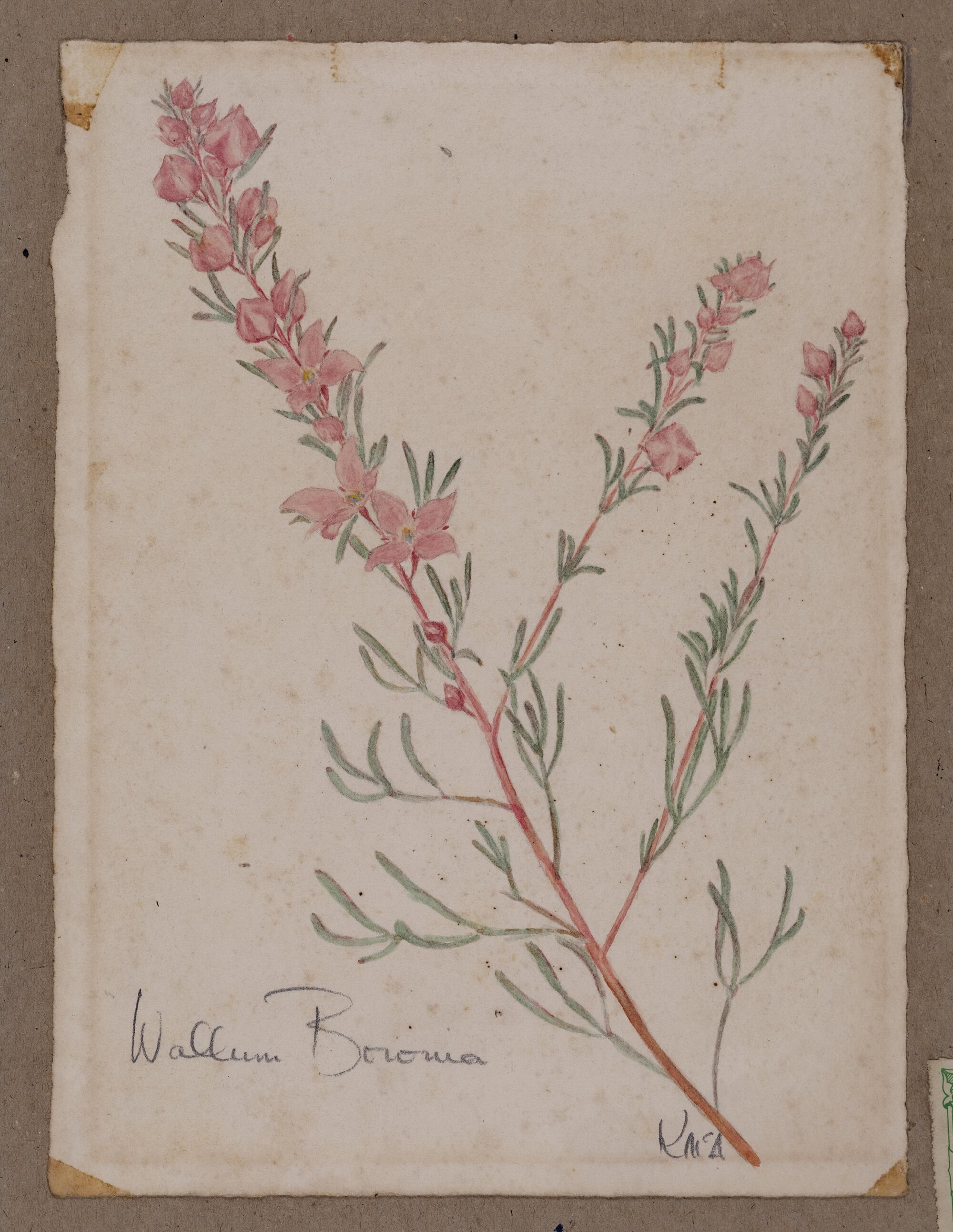 "Wallum Boronia or Rosy Boronia" - Boronia falcifolia