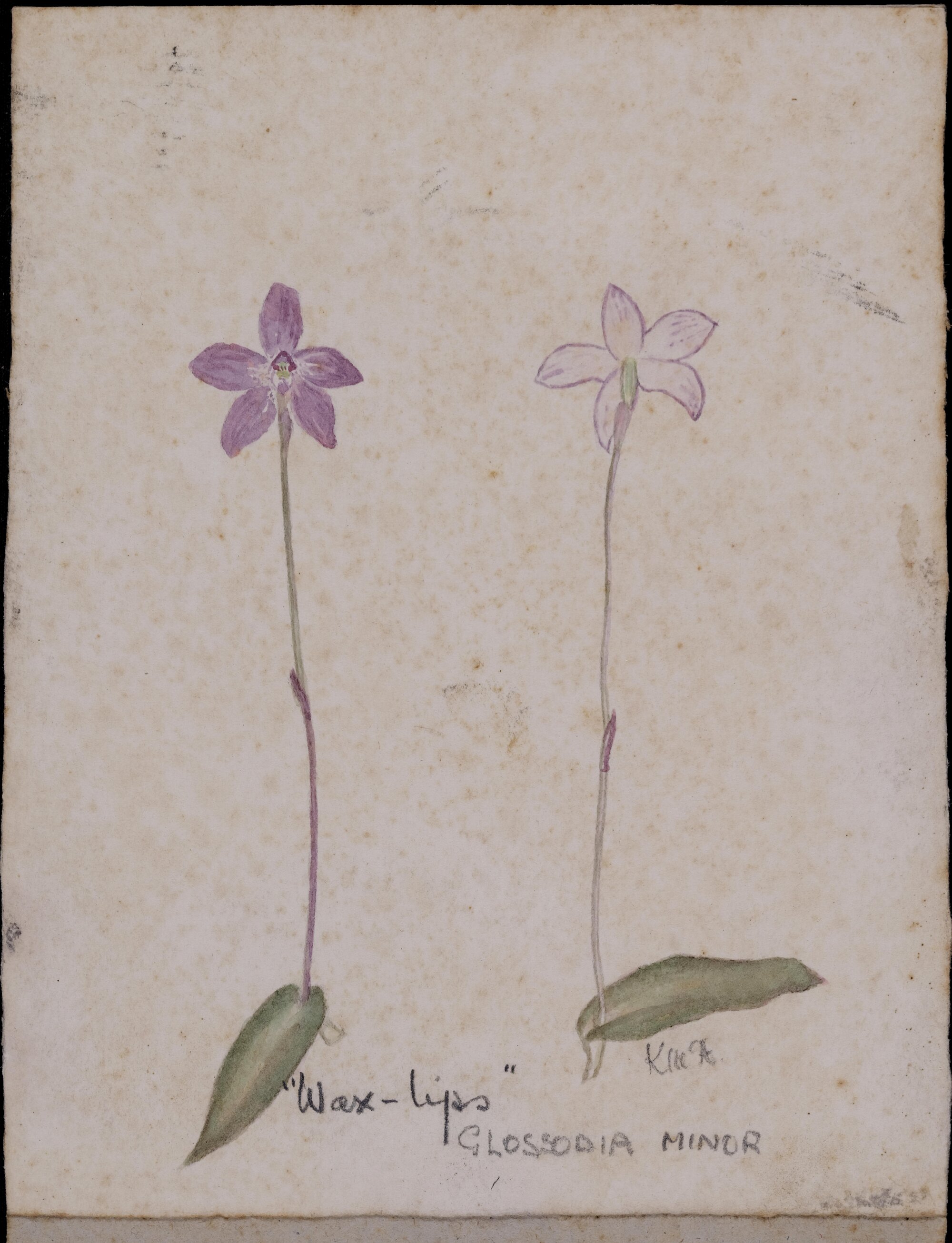 "Wax-Lips" - Glossodia minor