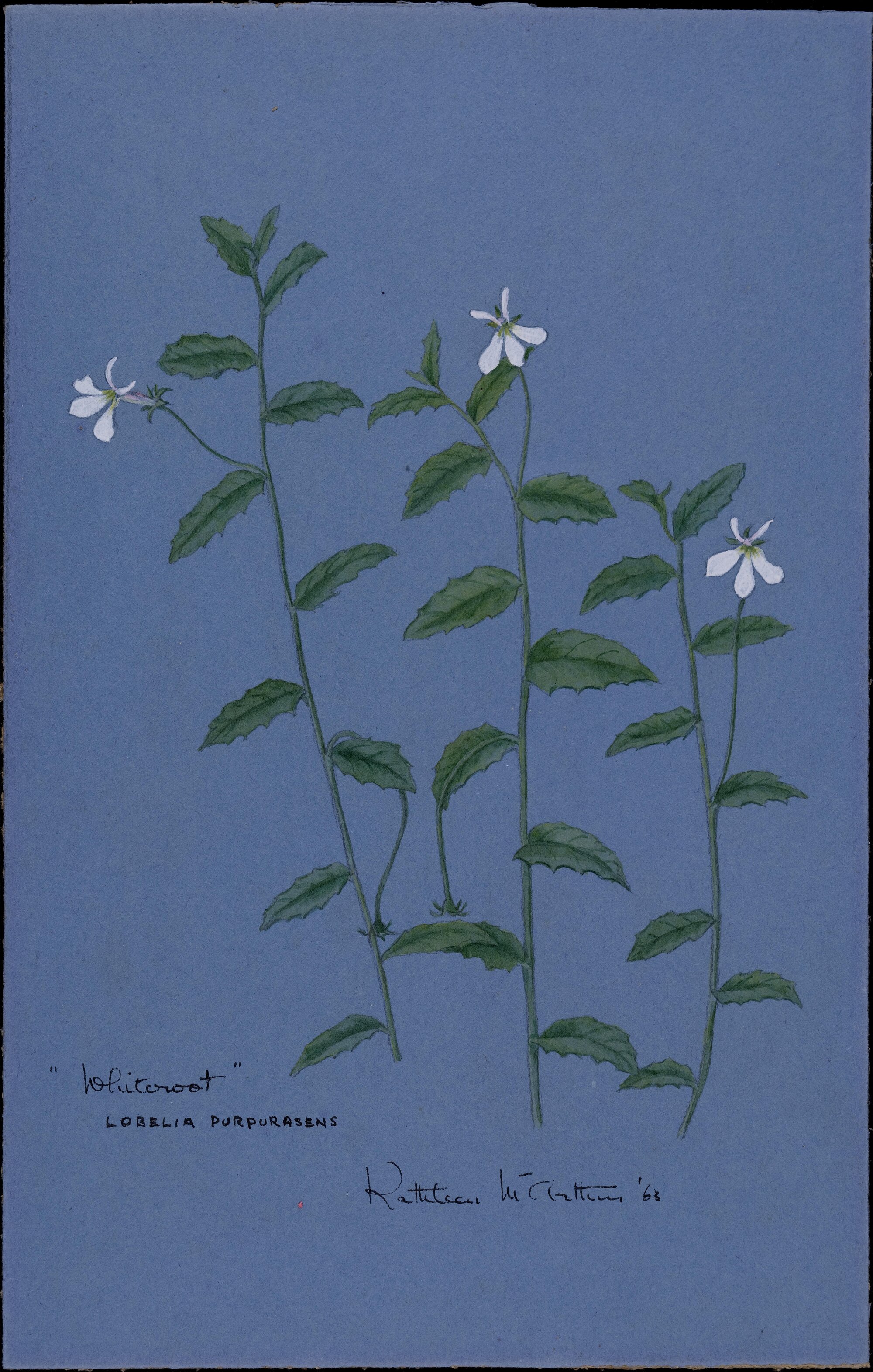 "Whiteroot" - Lobelia purpurasens