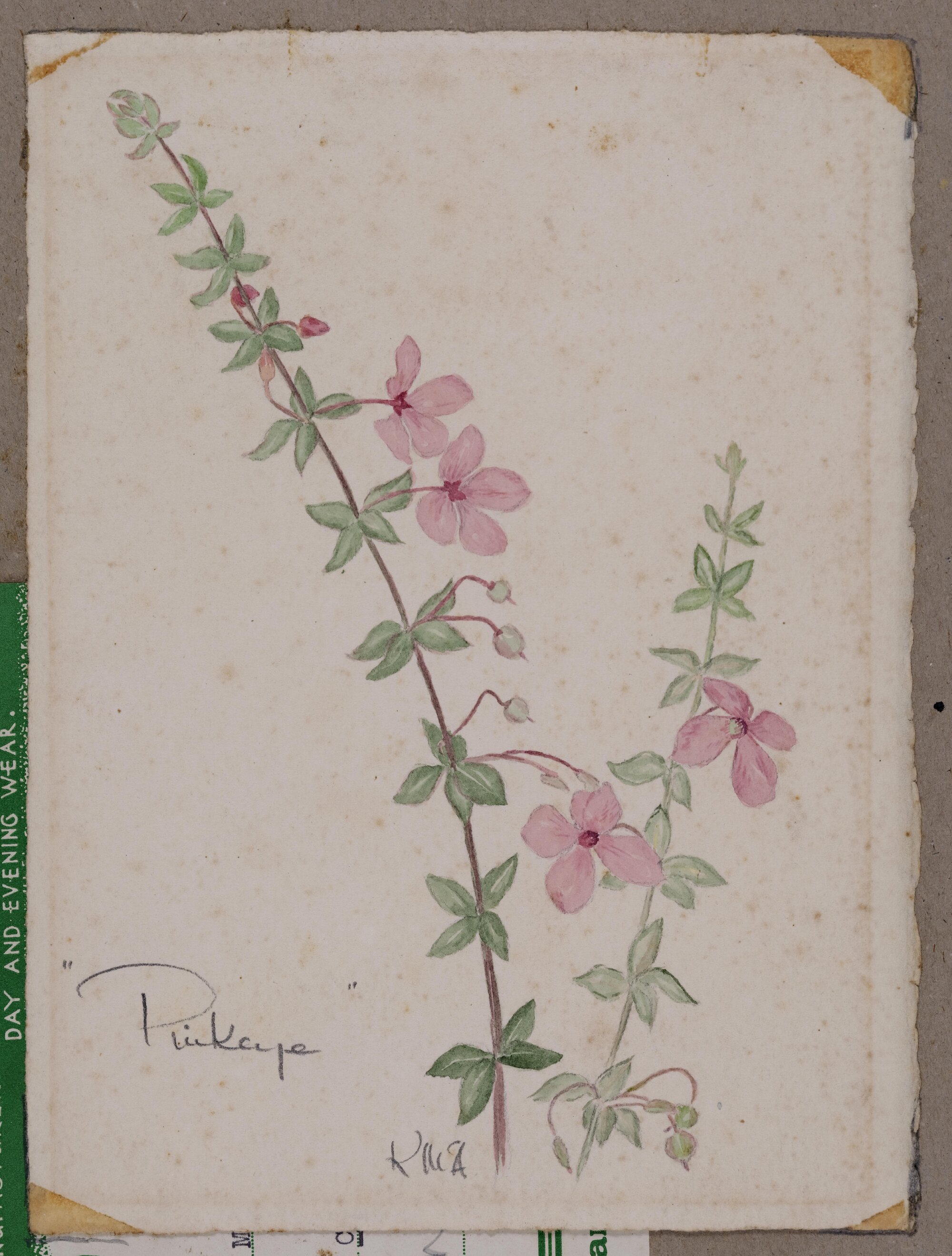 "Pinkeye" - Tetratheca thymifolia