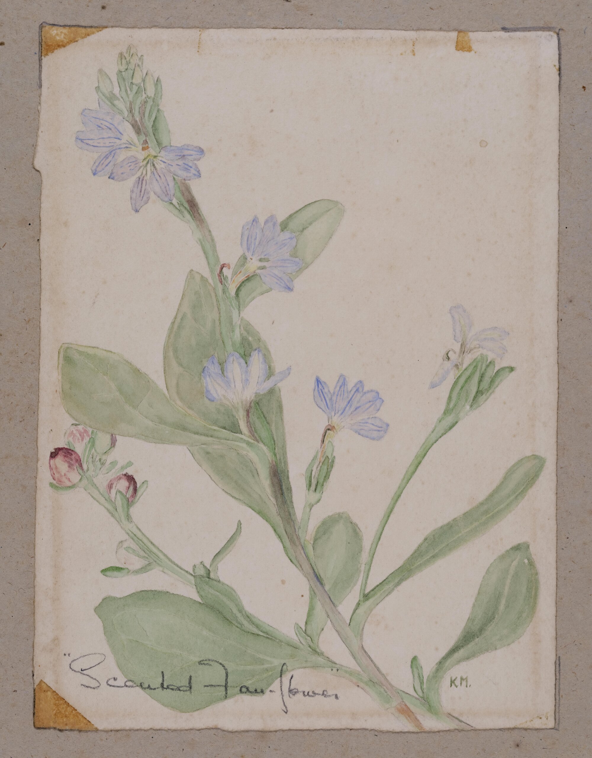 "Scented Fan flower" - Scaevola guaveolens