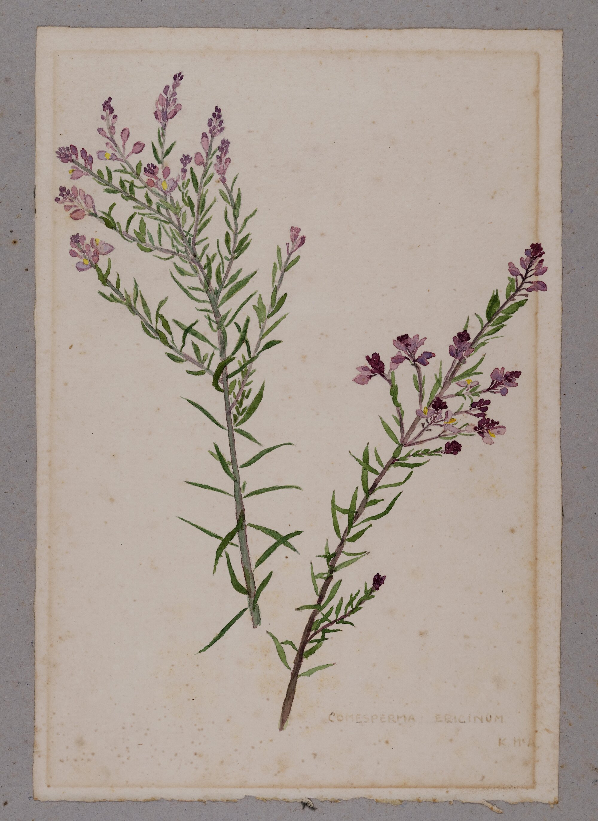 "Heath milkwort" - Comesperma eriginum