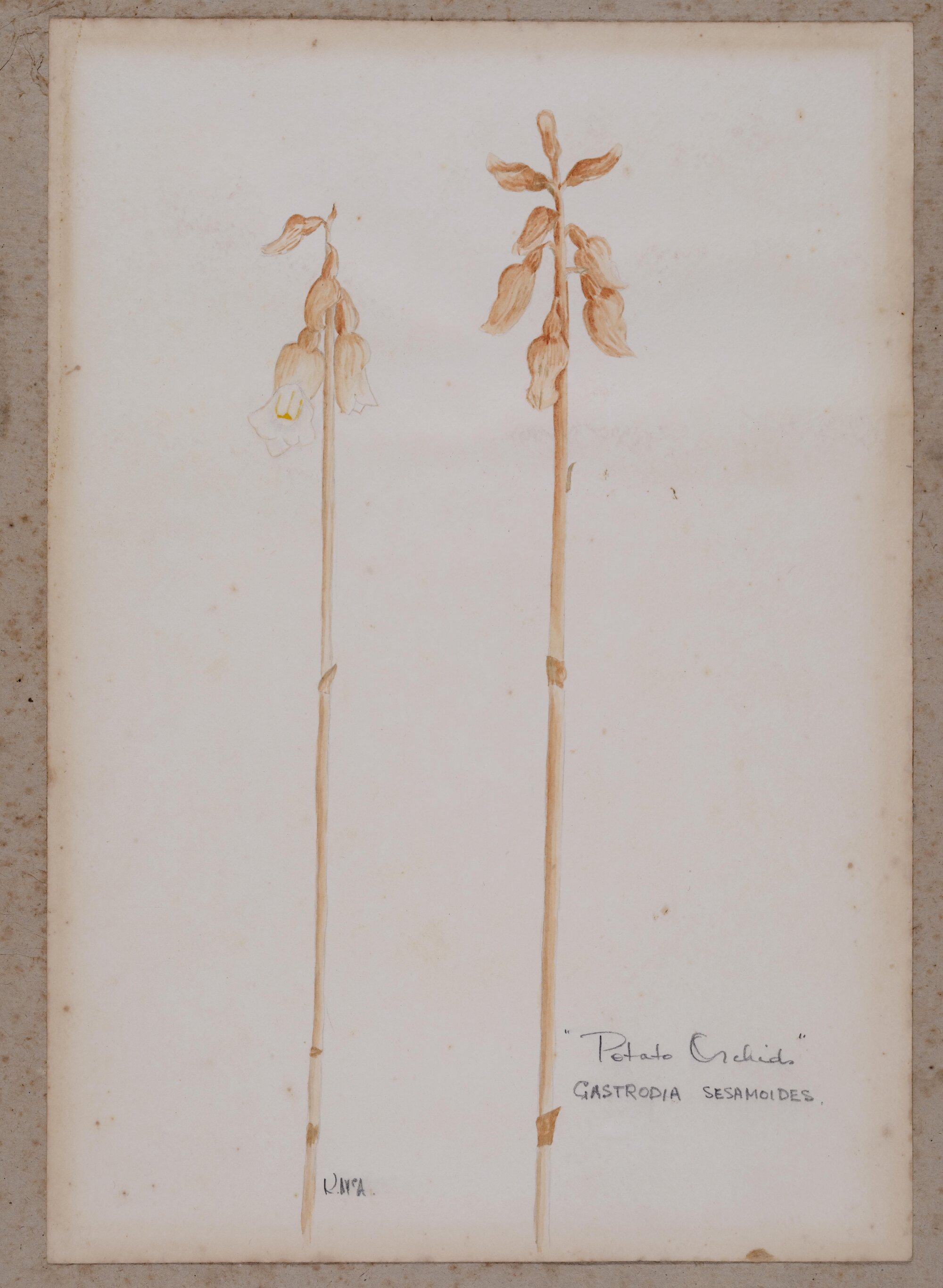 "Potato Orchids" - Gastrodia sesamoides