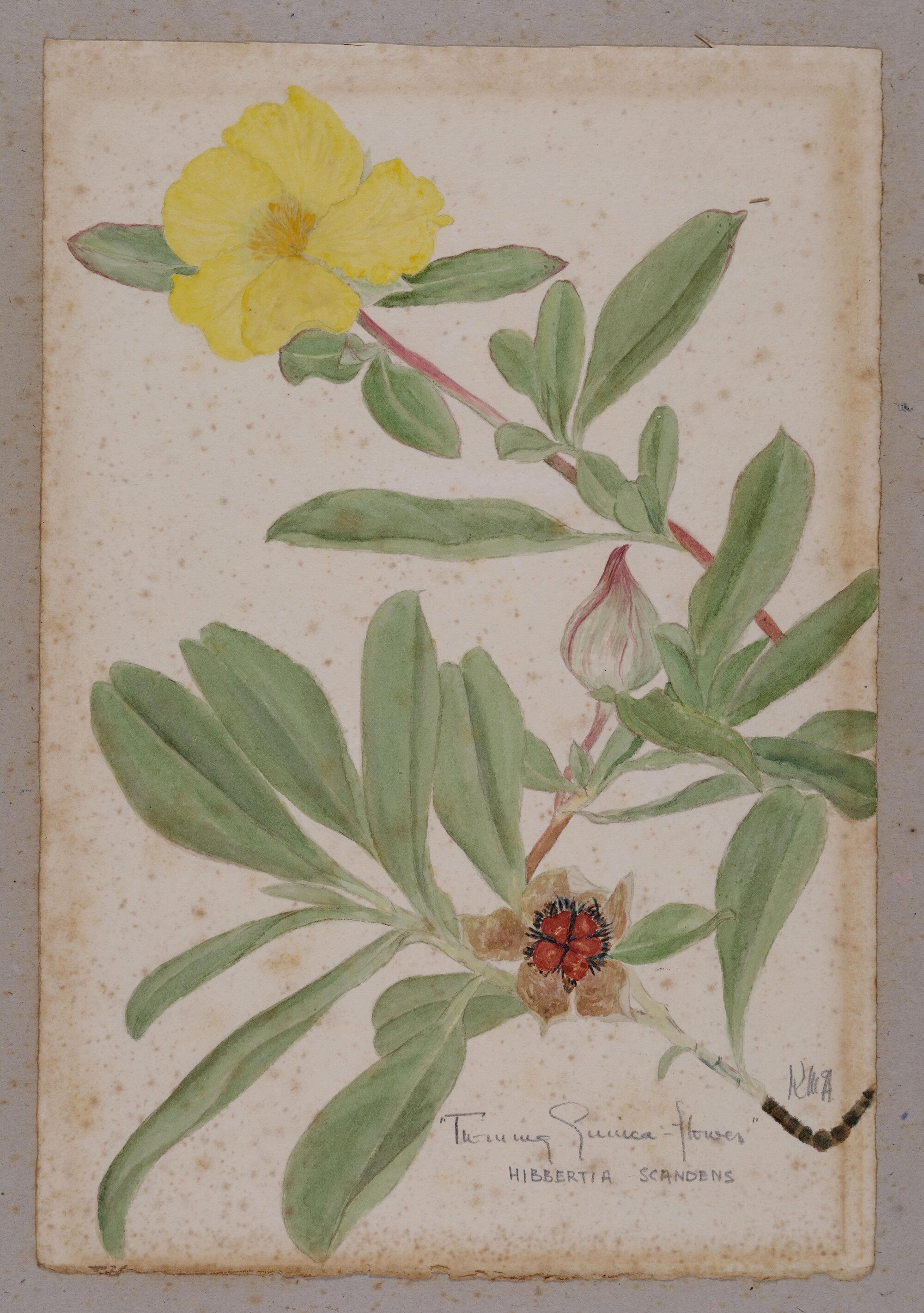 "Twining Guinea flower" - Hibbertia scandens
