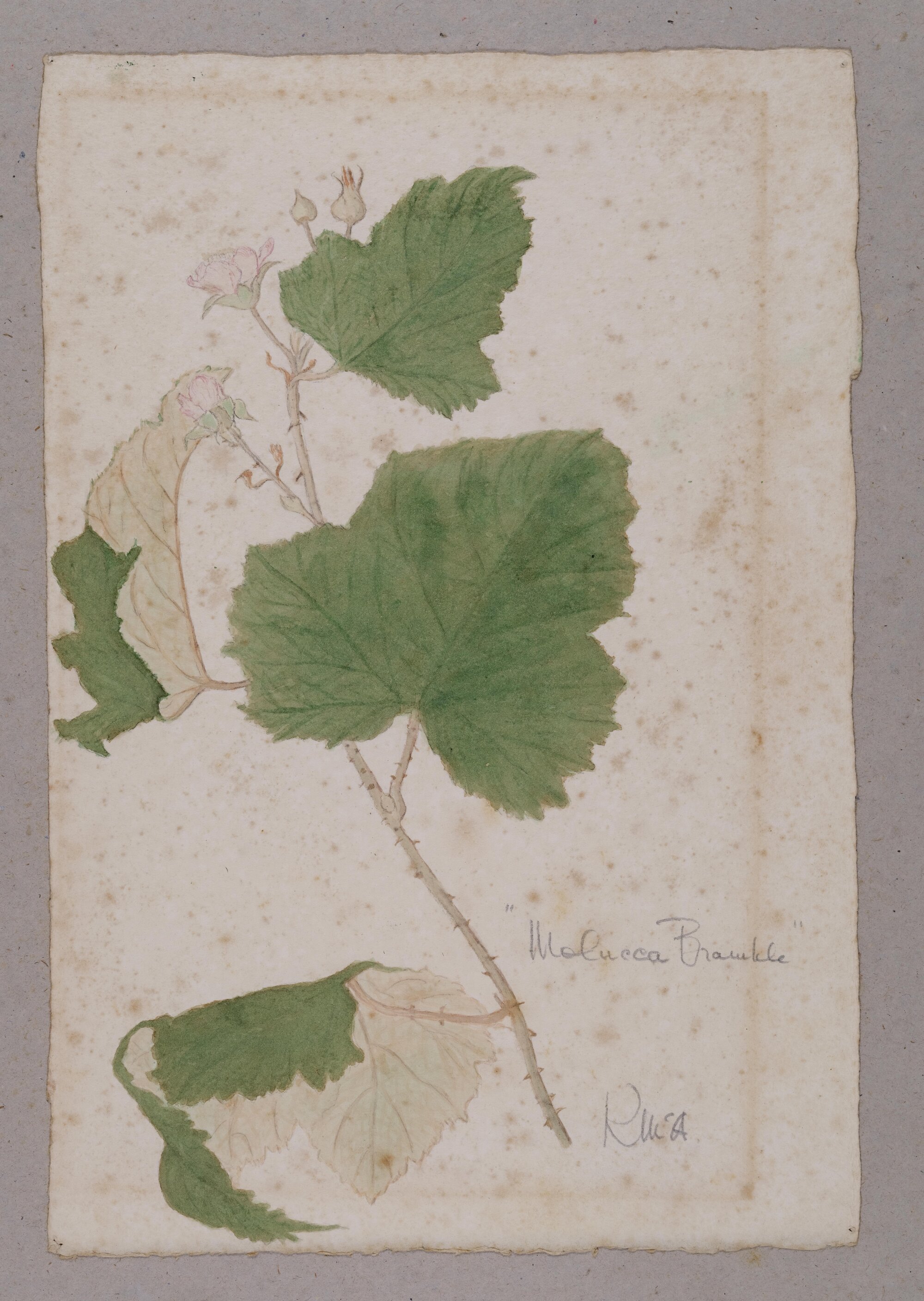"Molucca Bramble" - Rubus moluccanus