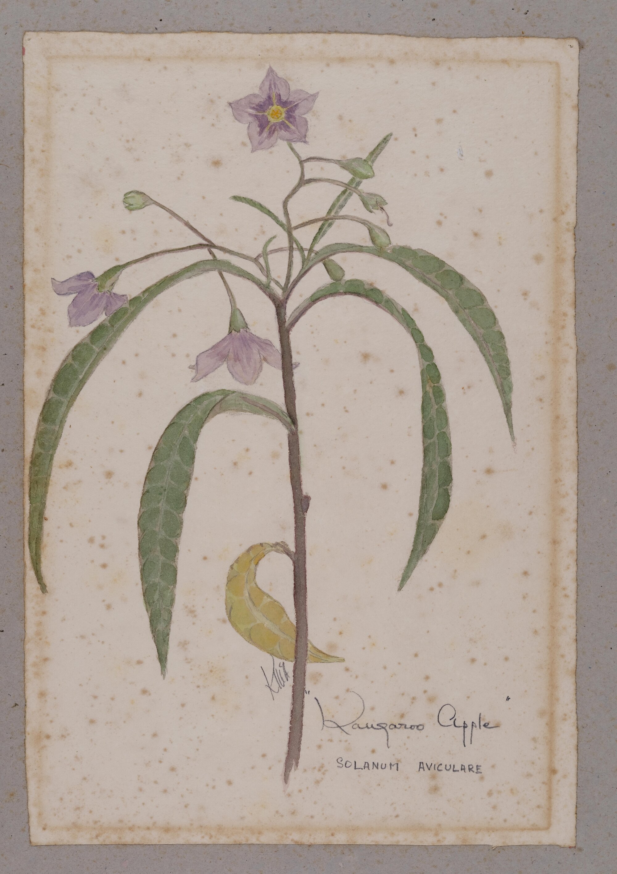 "Kangaroo Apple" - Solanum aviculare