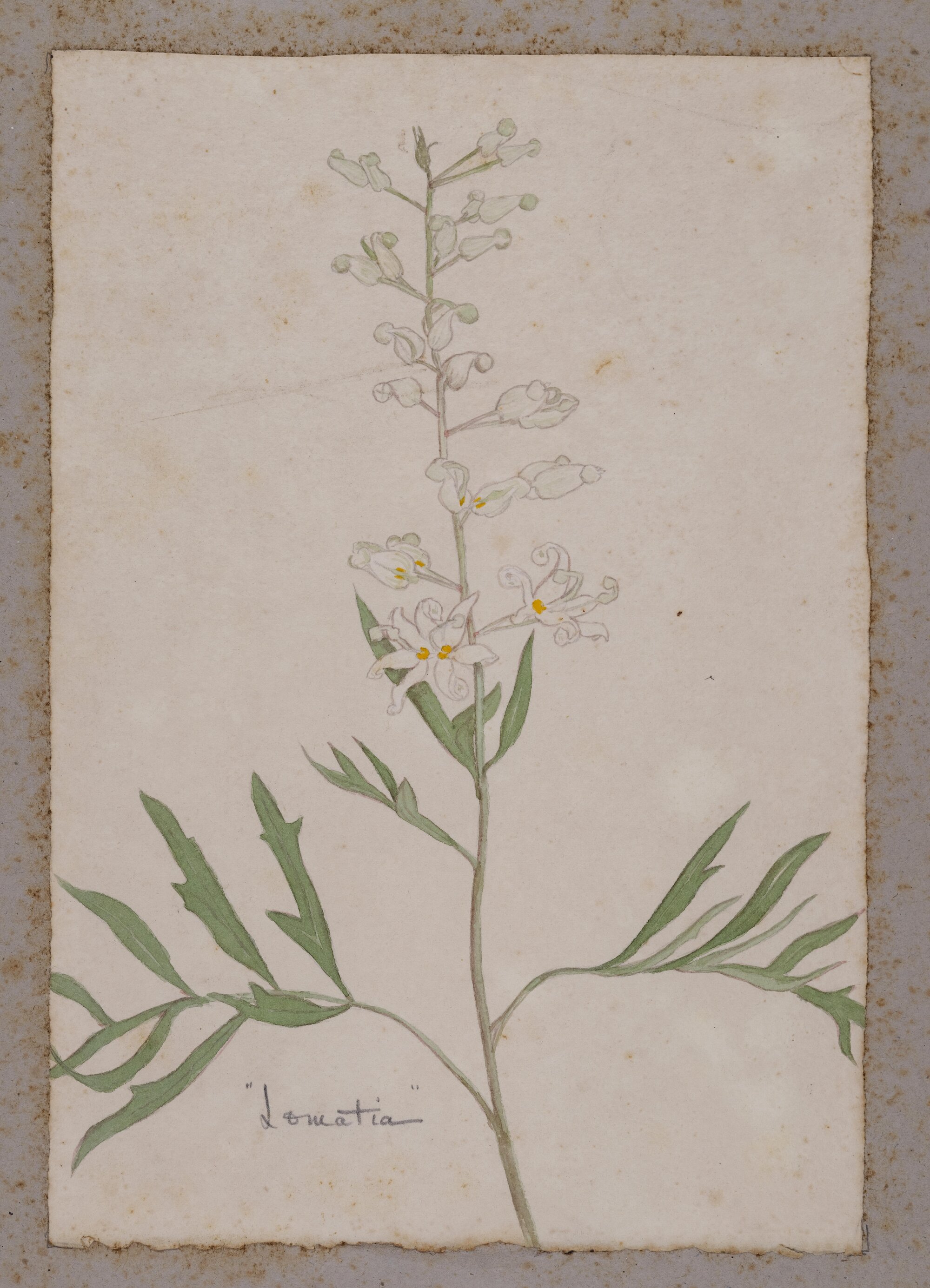  "Wild parsley" - Lomatia silaifolia