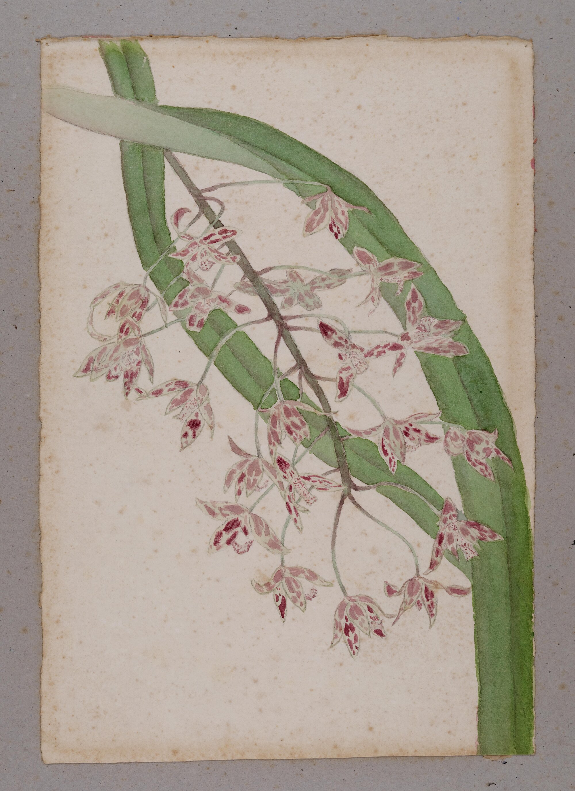 "Spotted Cymbidium" - Cymbidium canaliculatum