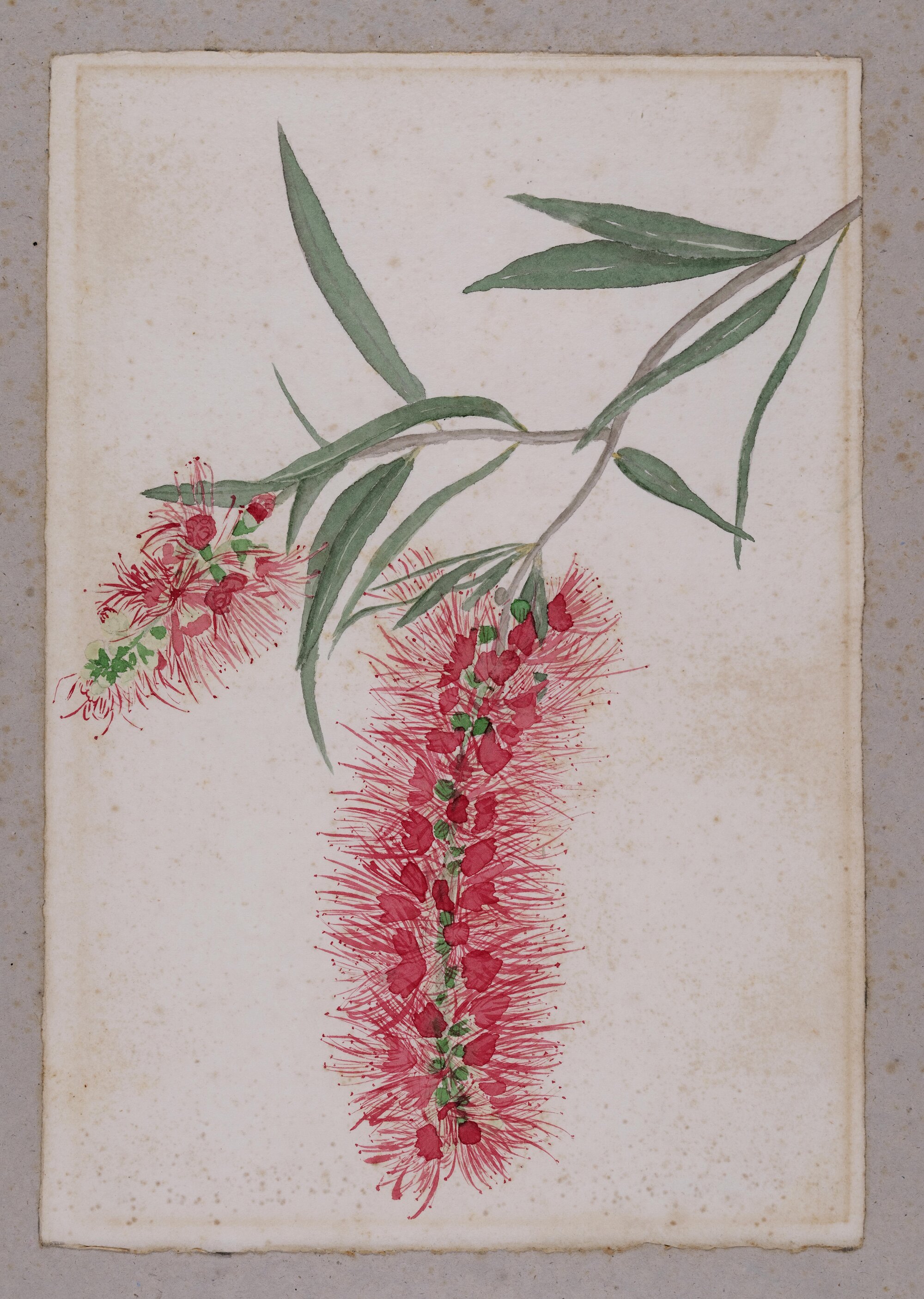 "Weeping Bottlebrush" - Callistemon viminalis