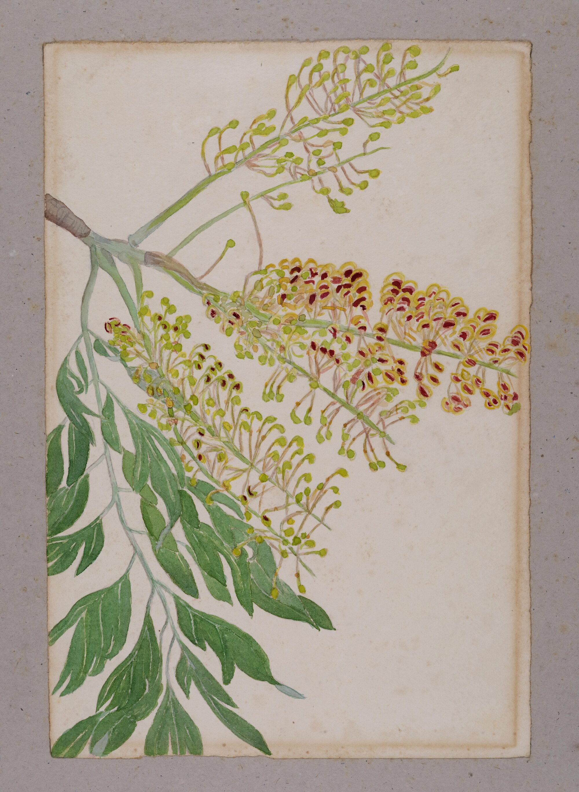 "Silky Oak" - Grevillea robusta