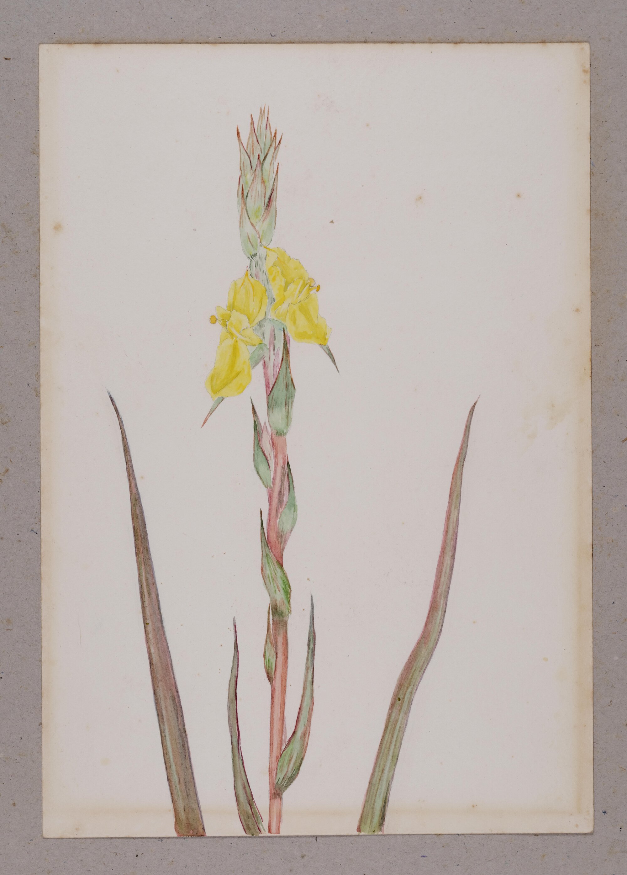 "Woolly Water-lily" - Philydrum lanuginosum