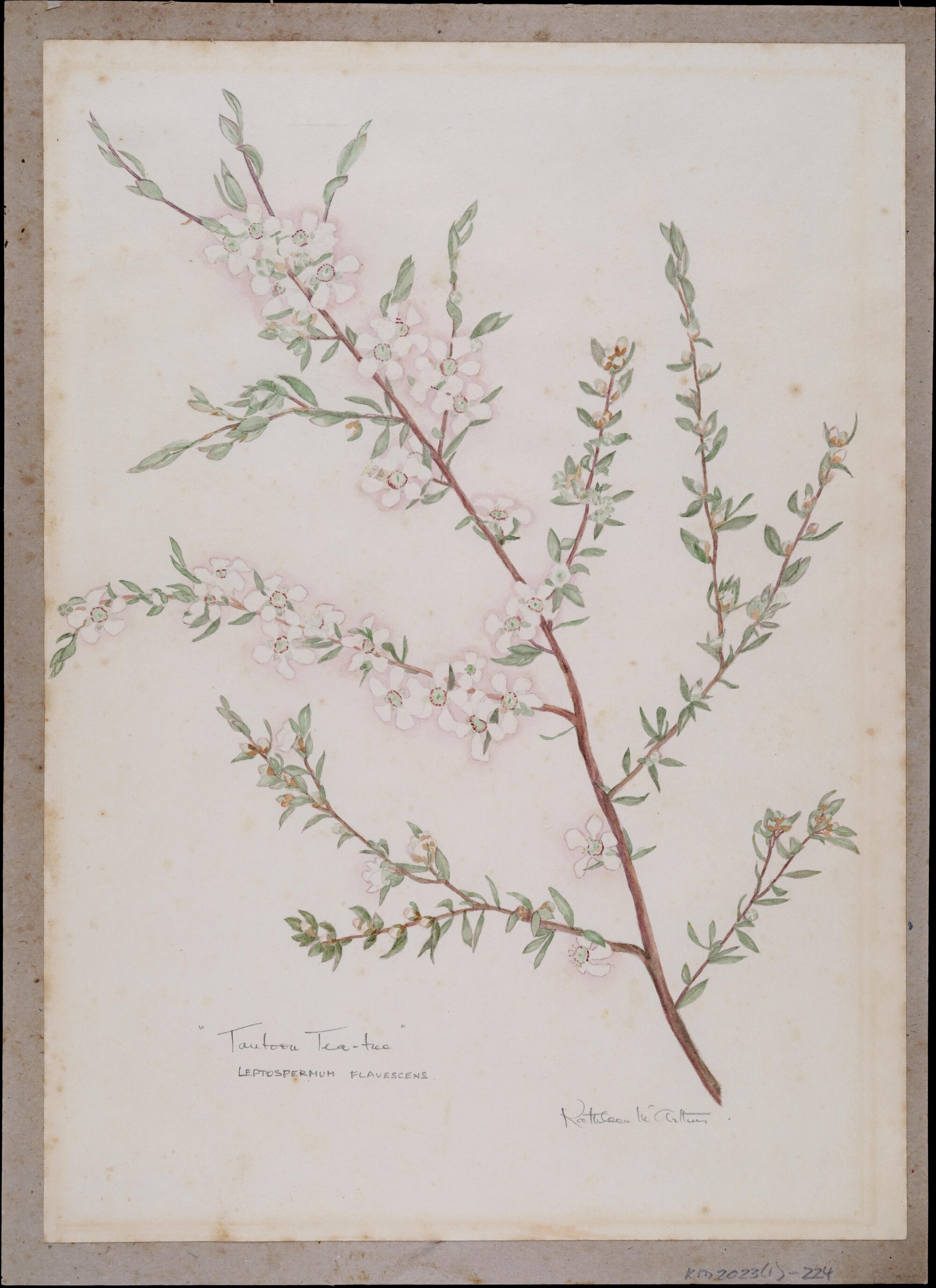 "Tantoon Tea-tree" - Leptospermum flavescens