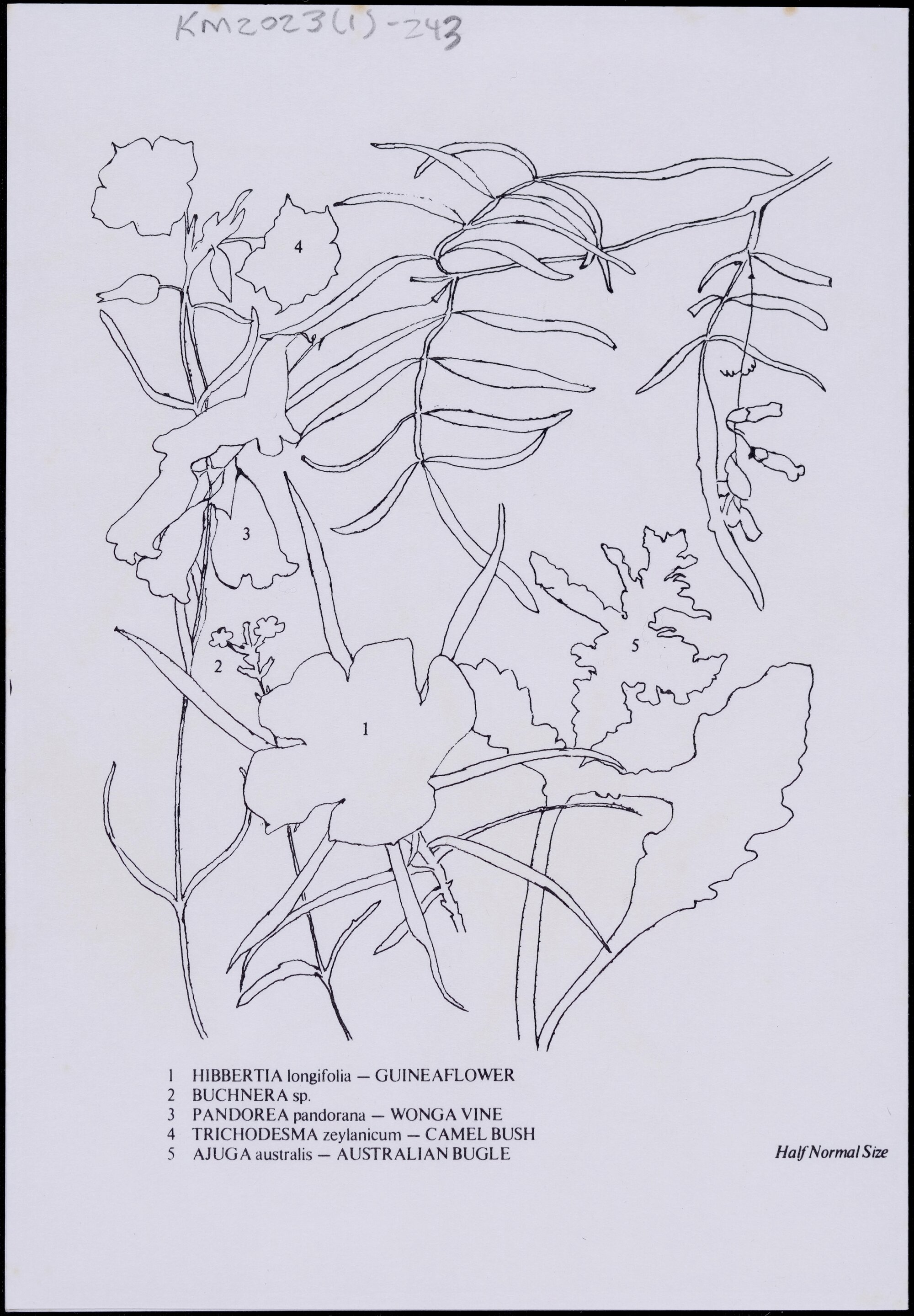 Mixed wildflower card - "Herberton" side 2