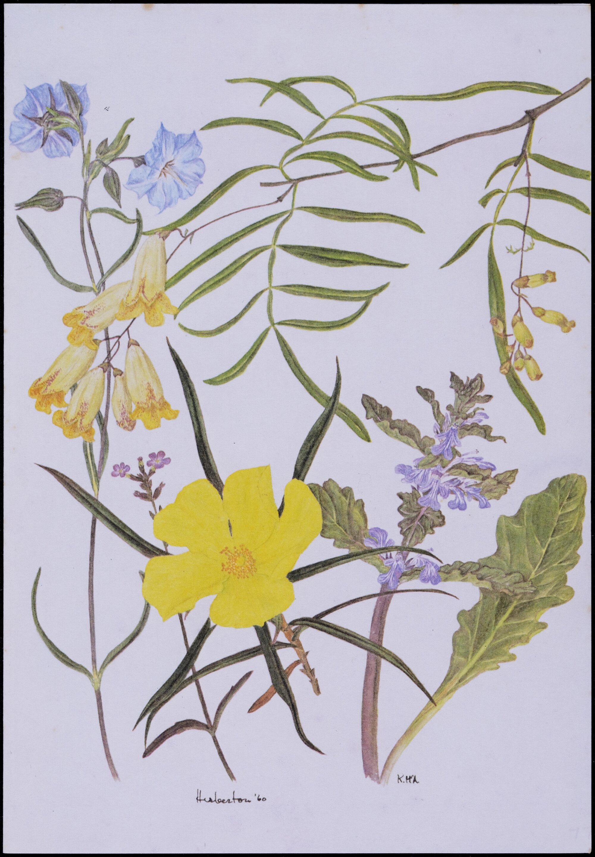Mixed wildflower card - "Herberton"