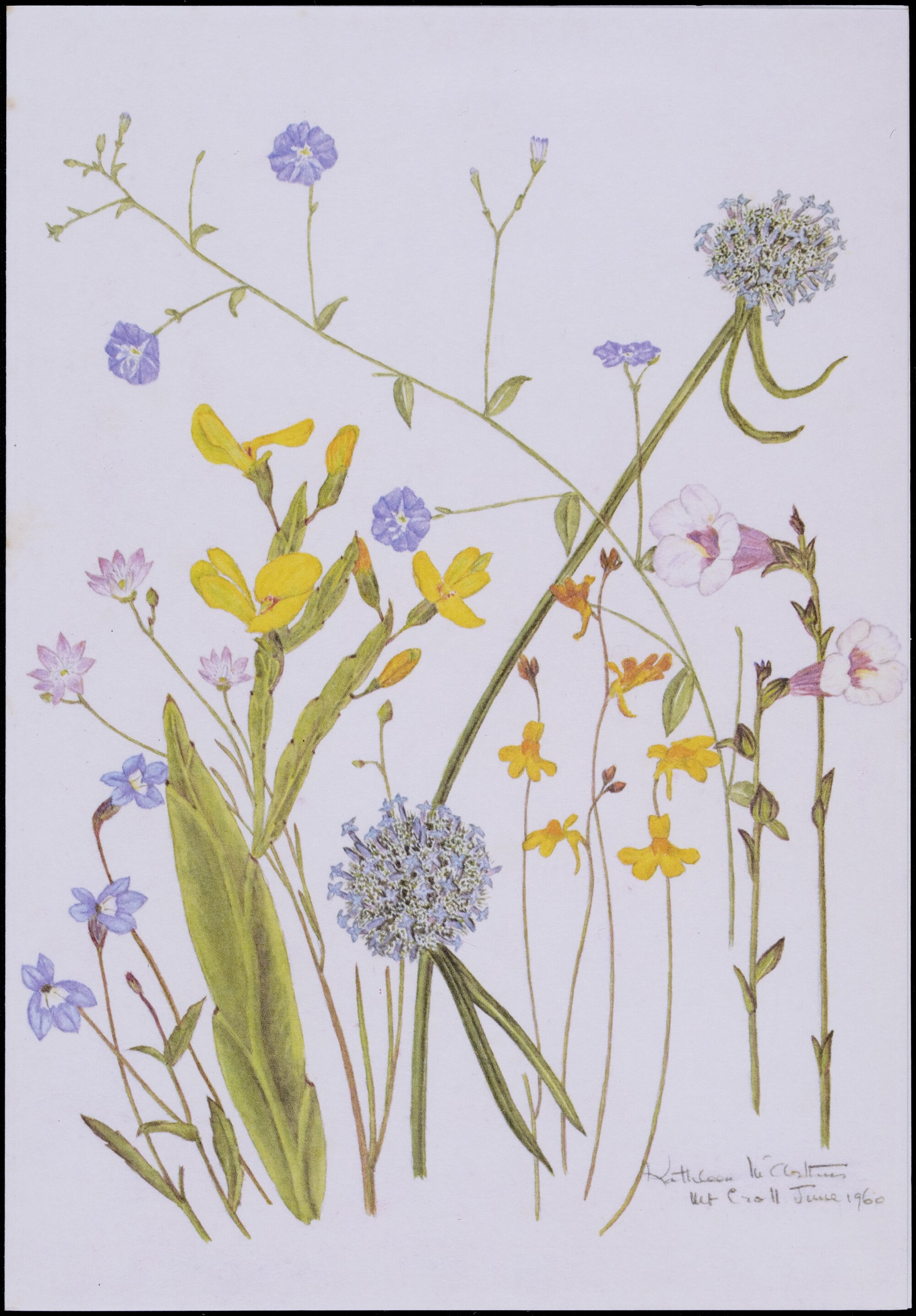 Mixed wildflower cards - "Mt Croll"