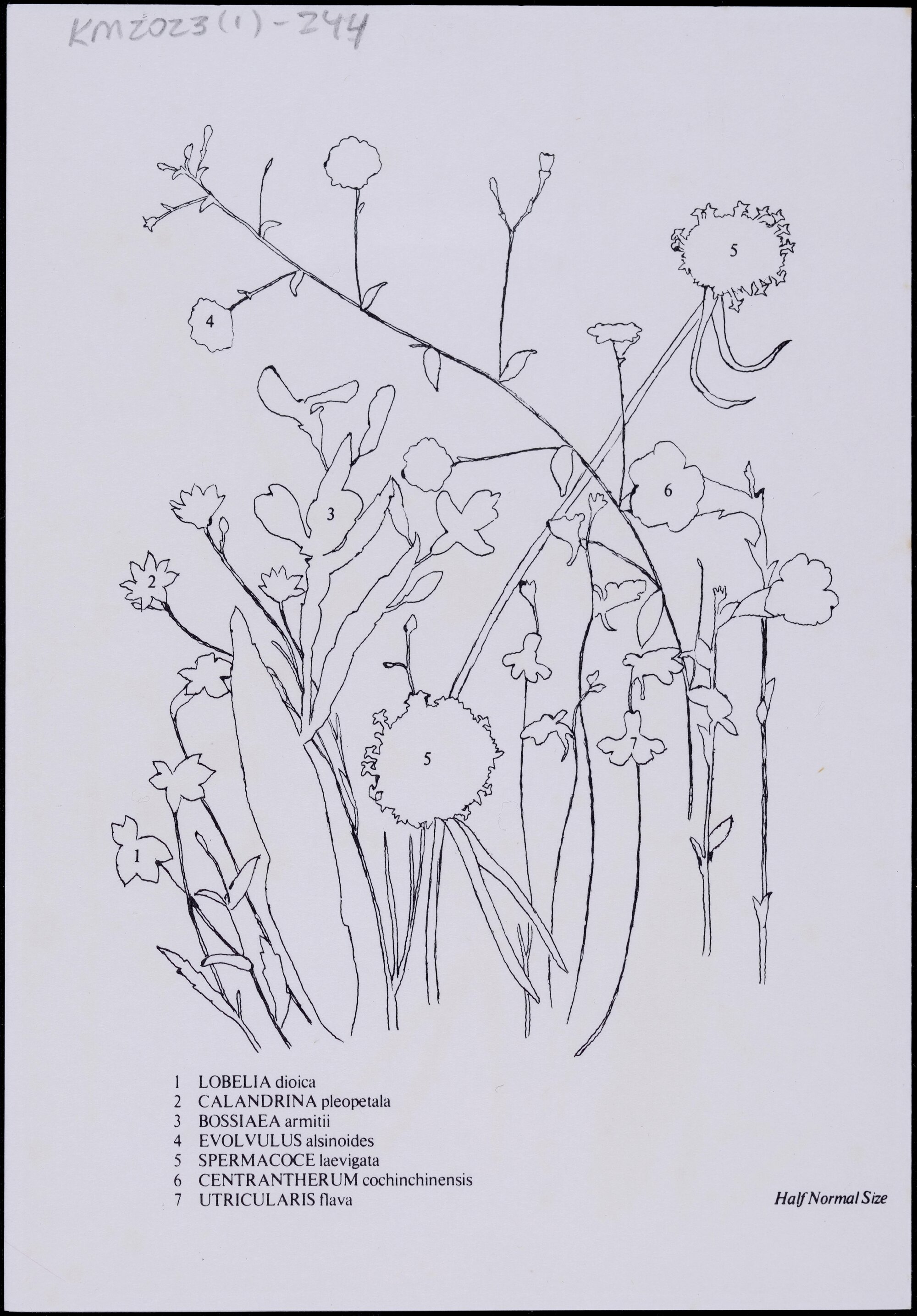 Mixed wildflower cards - "Mt Croll" side 2