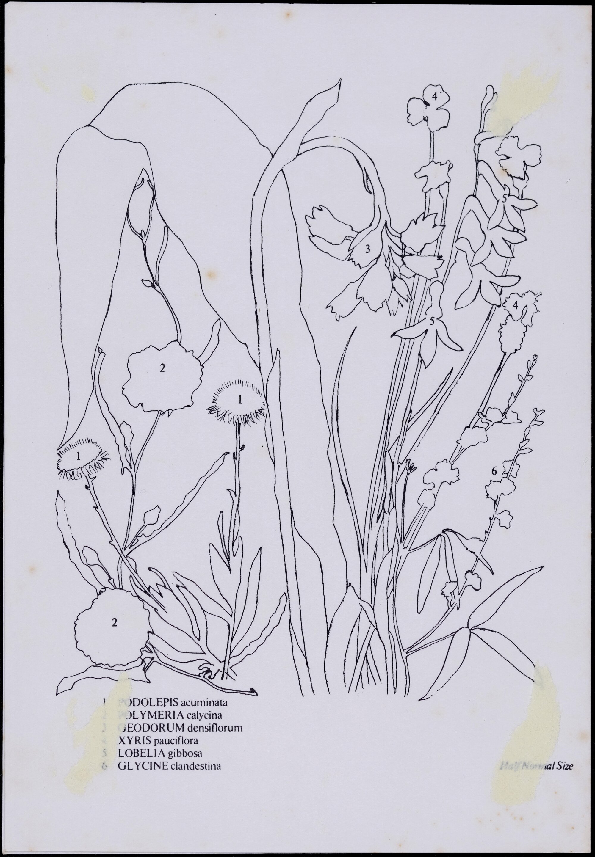Mixed wildflower cards - side 2