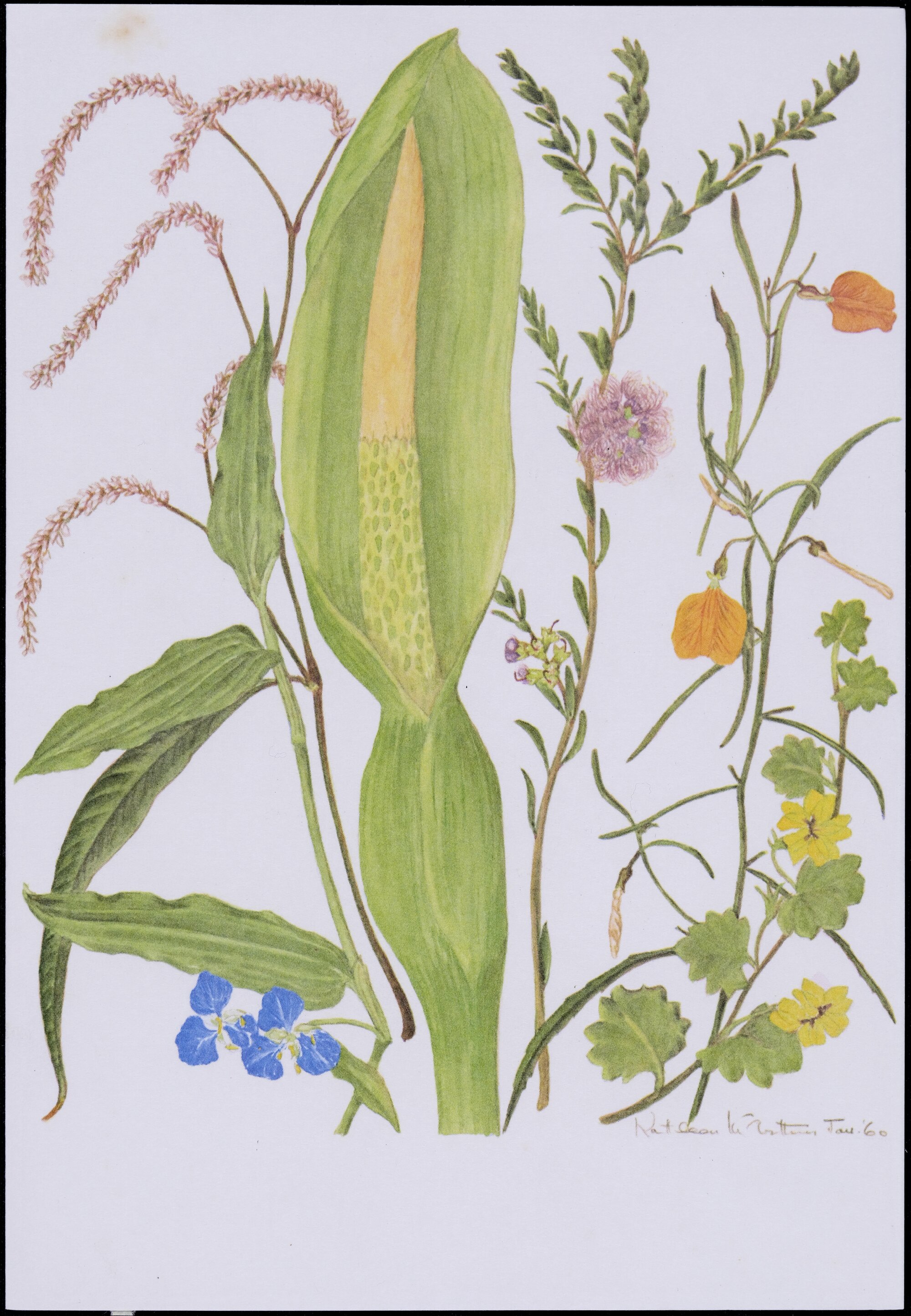 Mixed wildflower cards 
