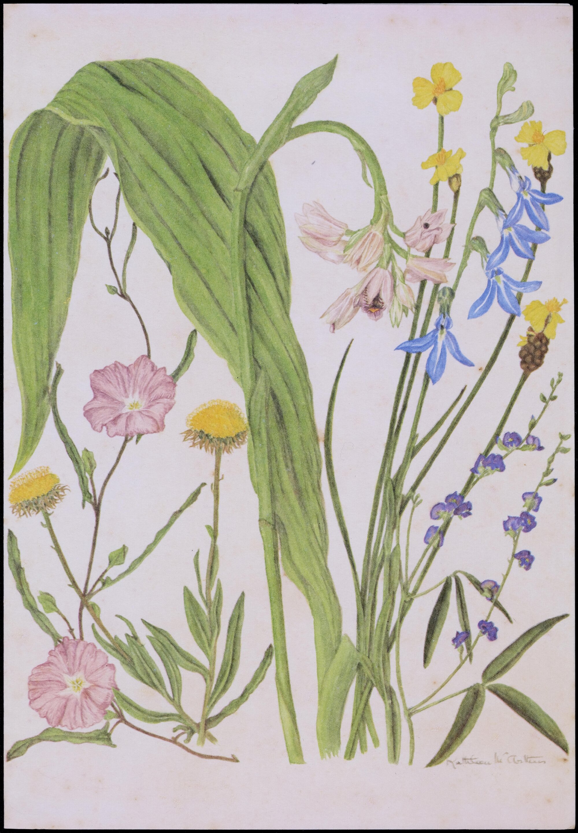 Mixed wildflower cards