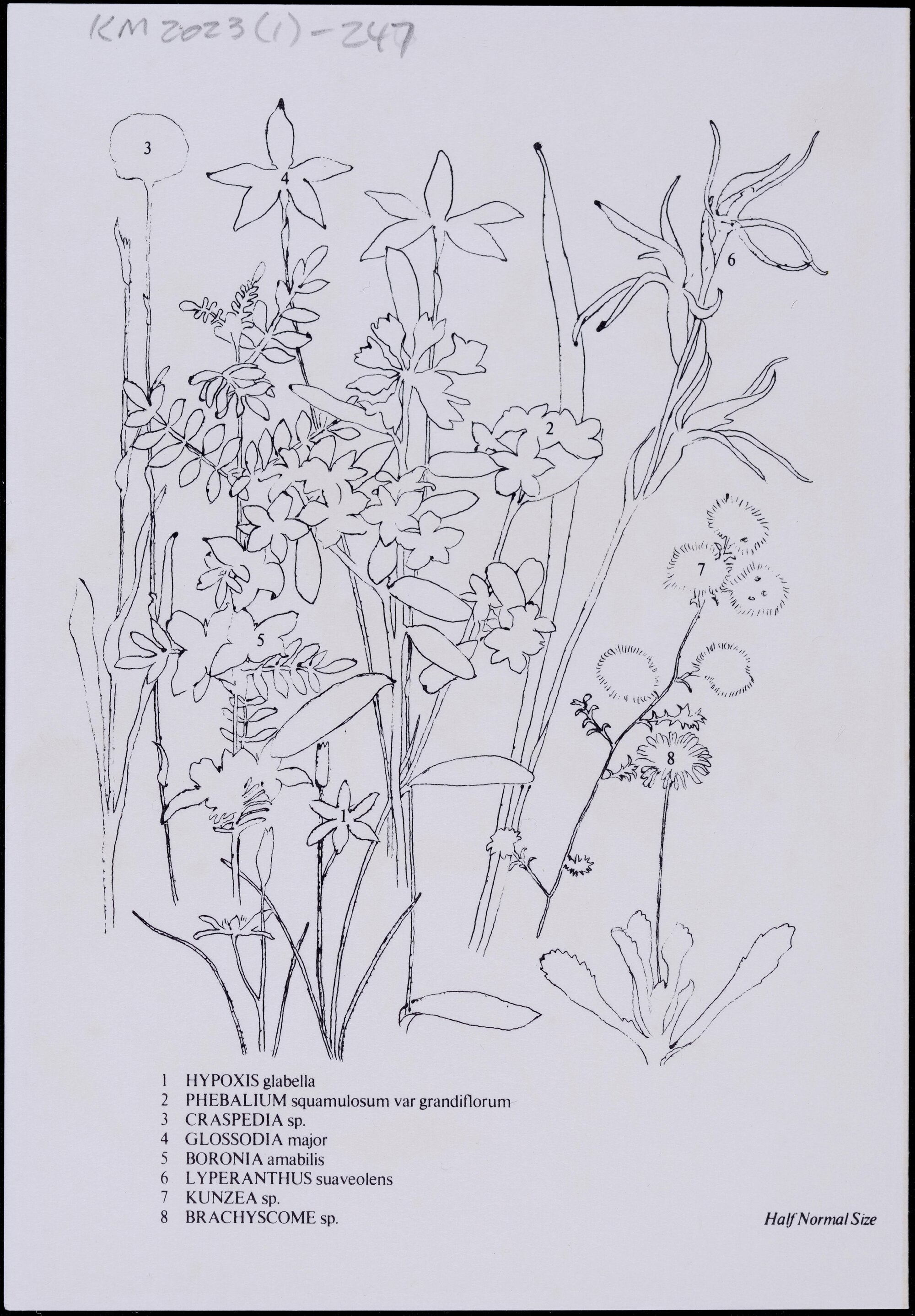 Mixed wildflower cards - "Wyberba Wildflowers" - side 2
