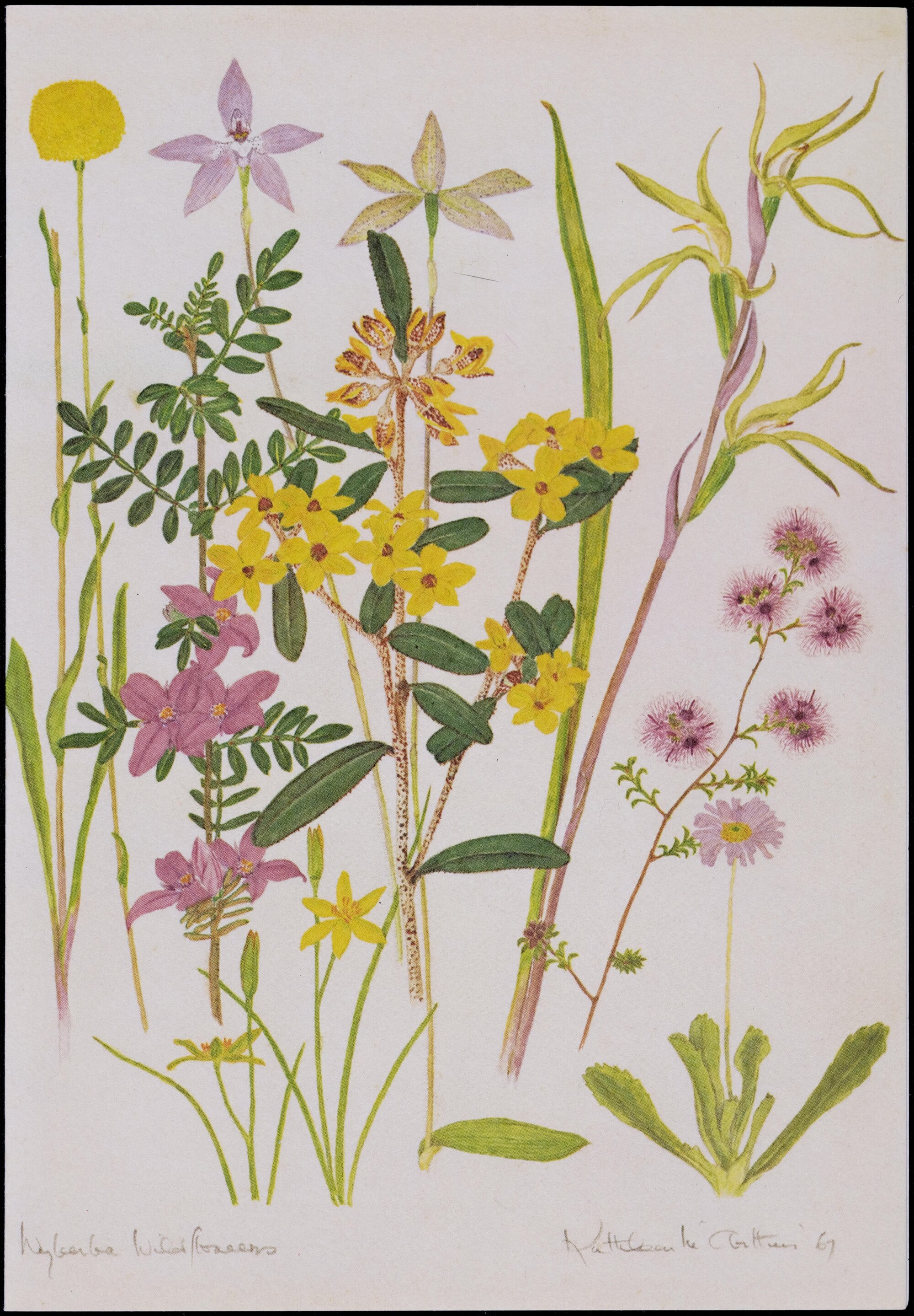 Mixed wildflower cards - "Wyberba Wildflowers" 