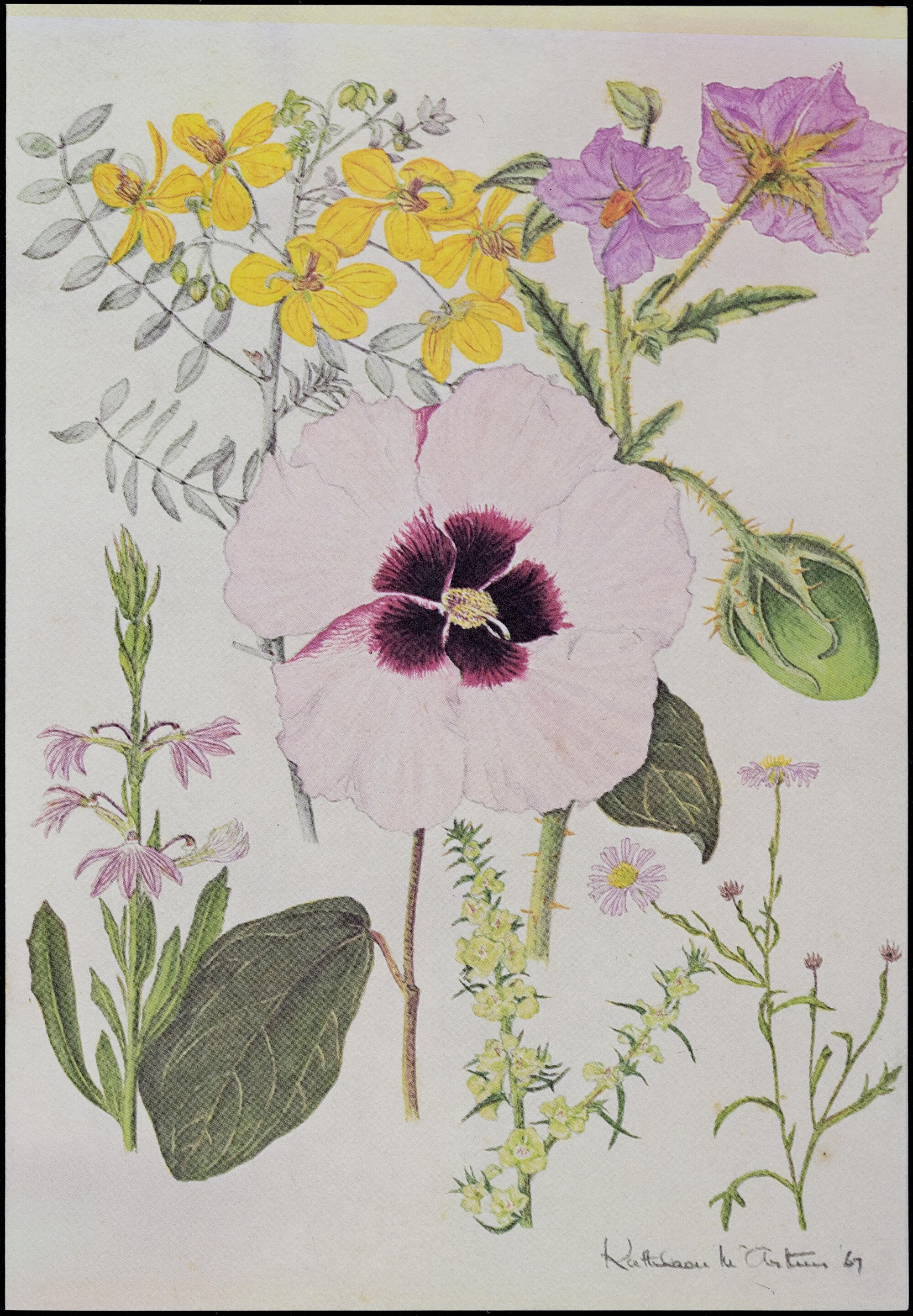 Mixed wildflower cards