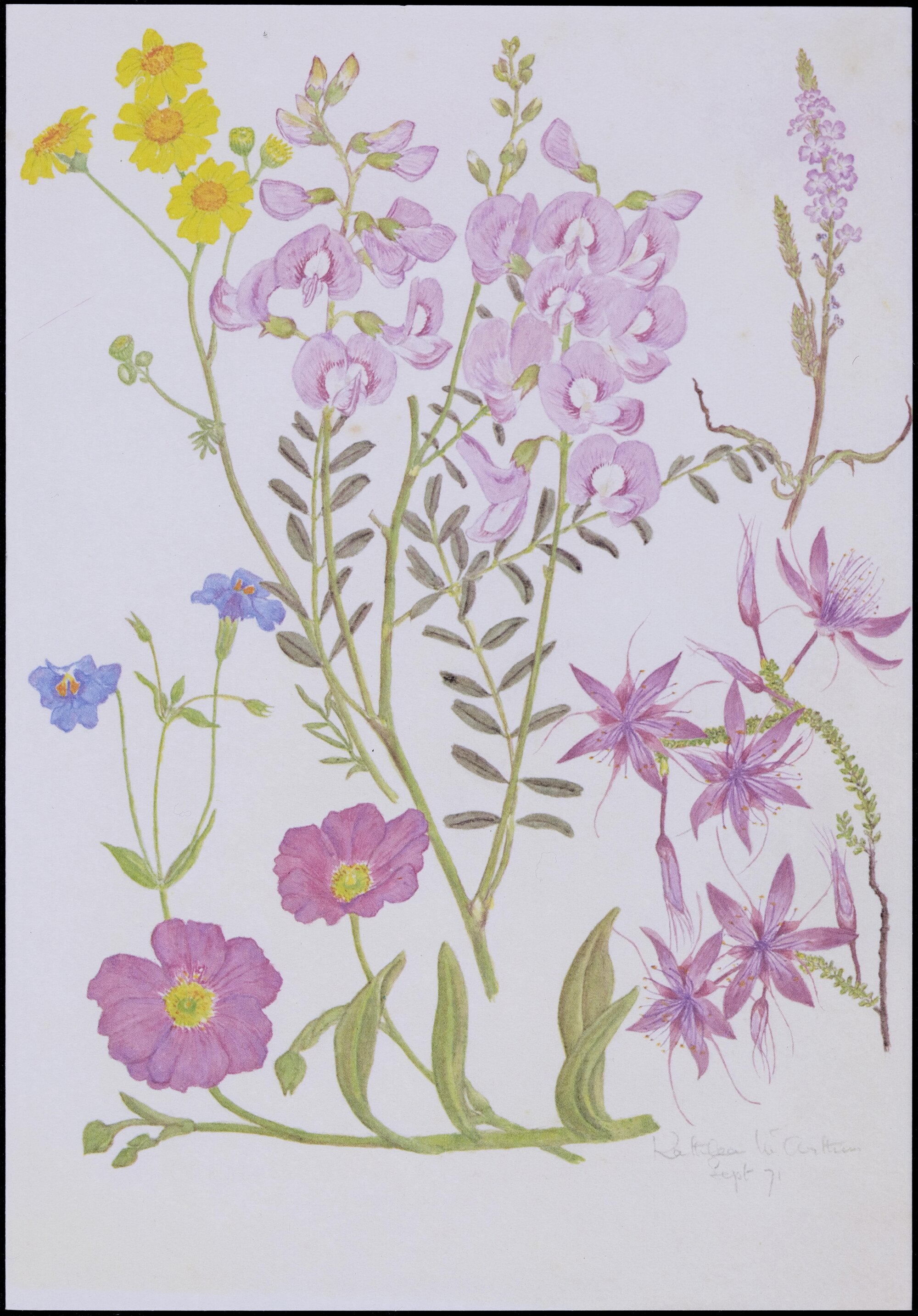 Mixed wildflower cards