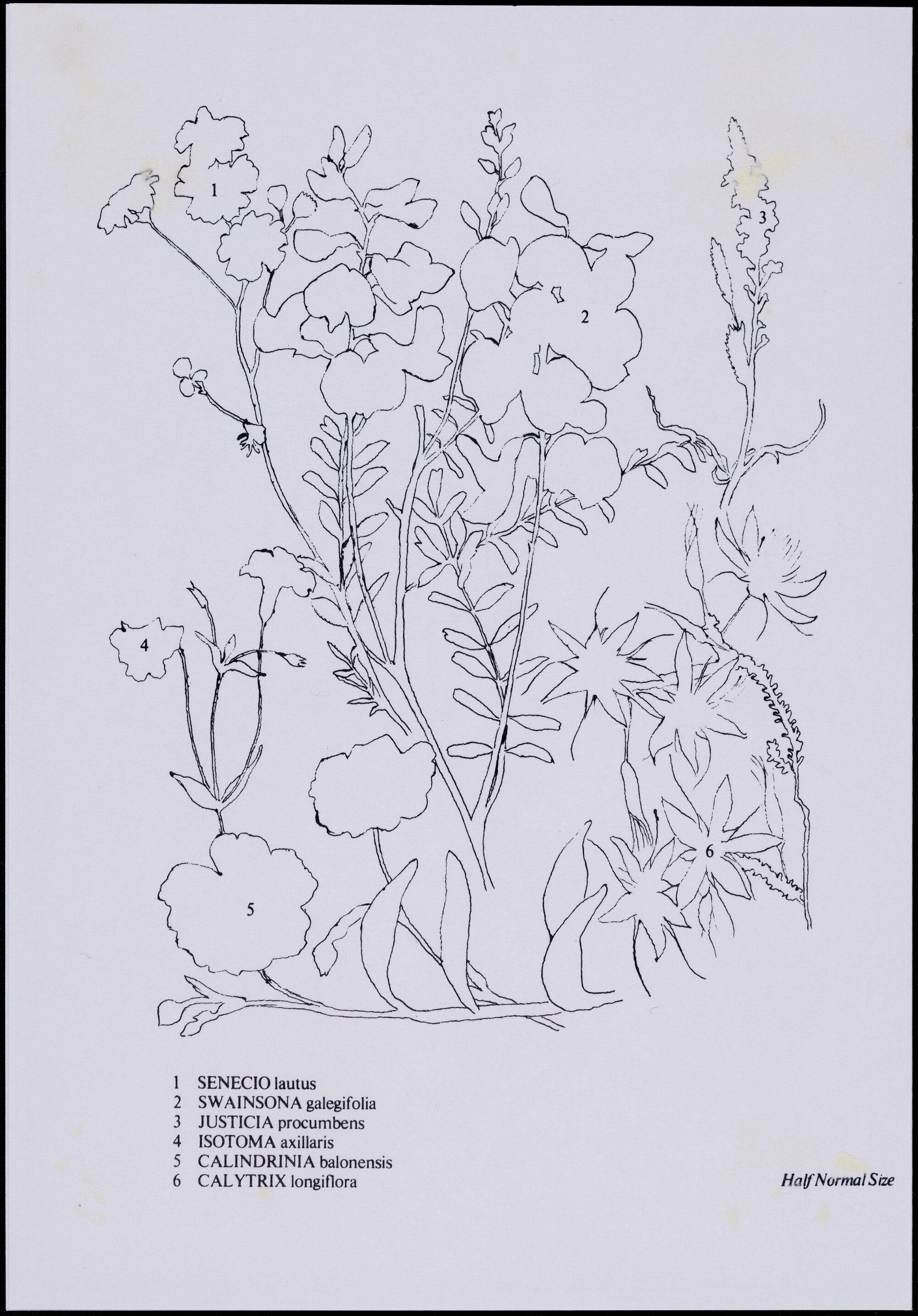 Mixed wildflower cards - side 2