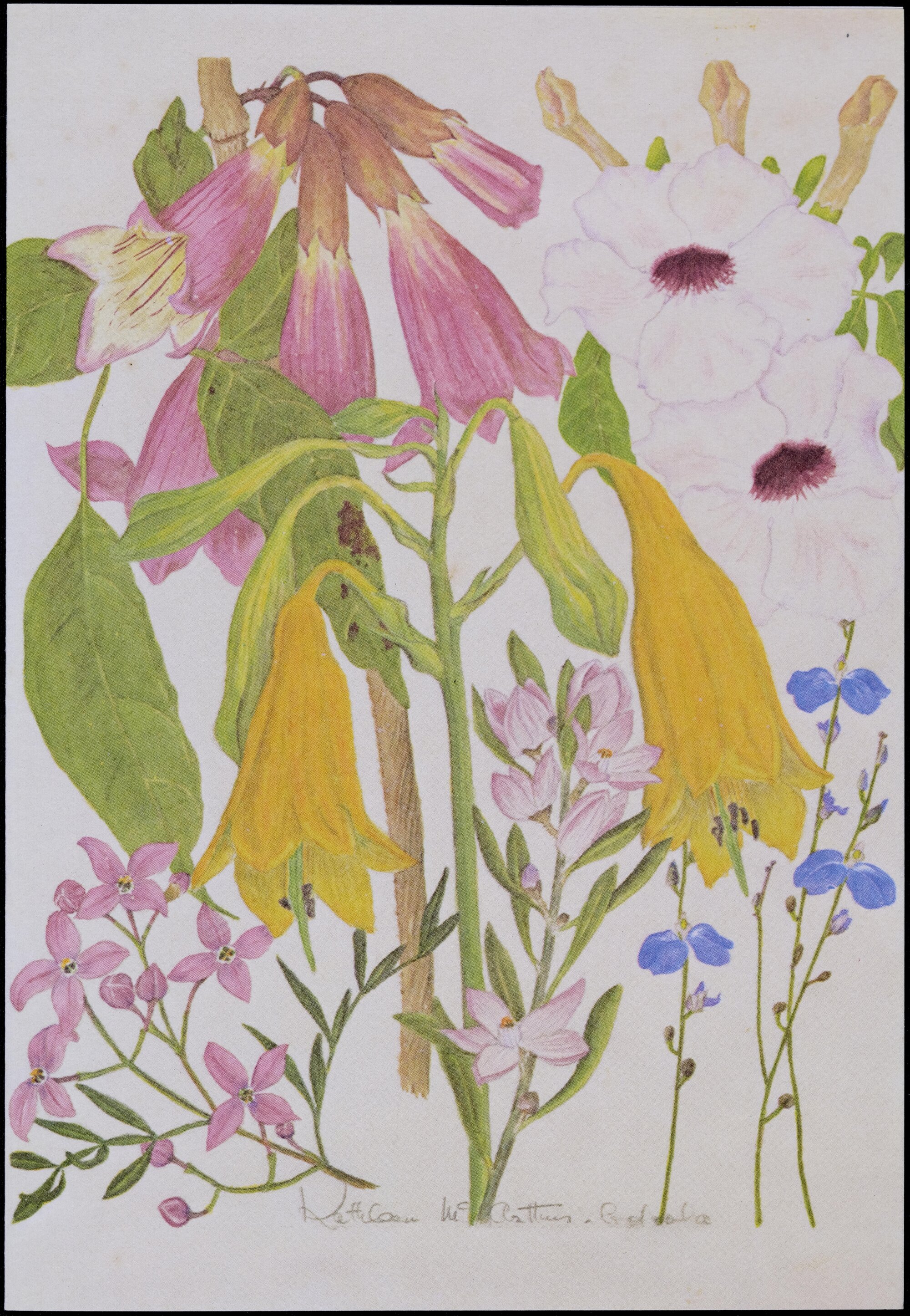 Mixed wildflower cards - "Cooloola"