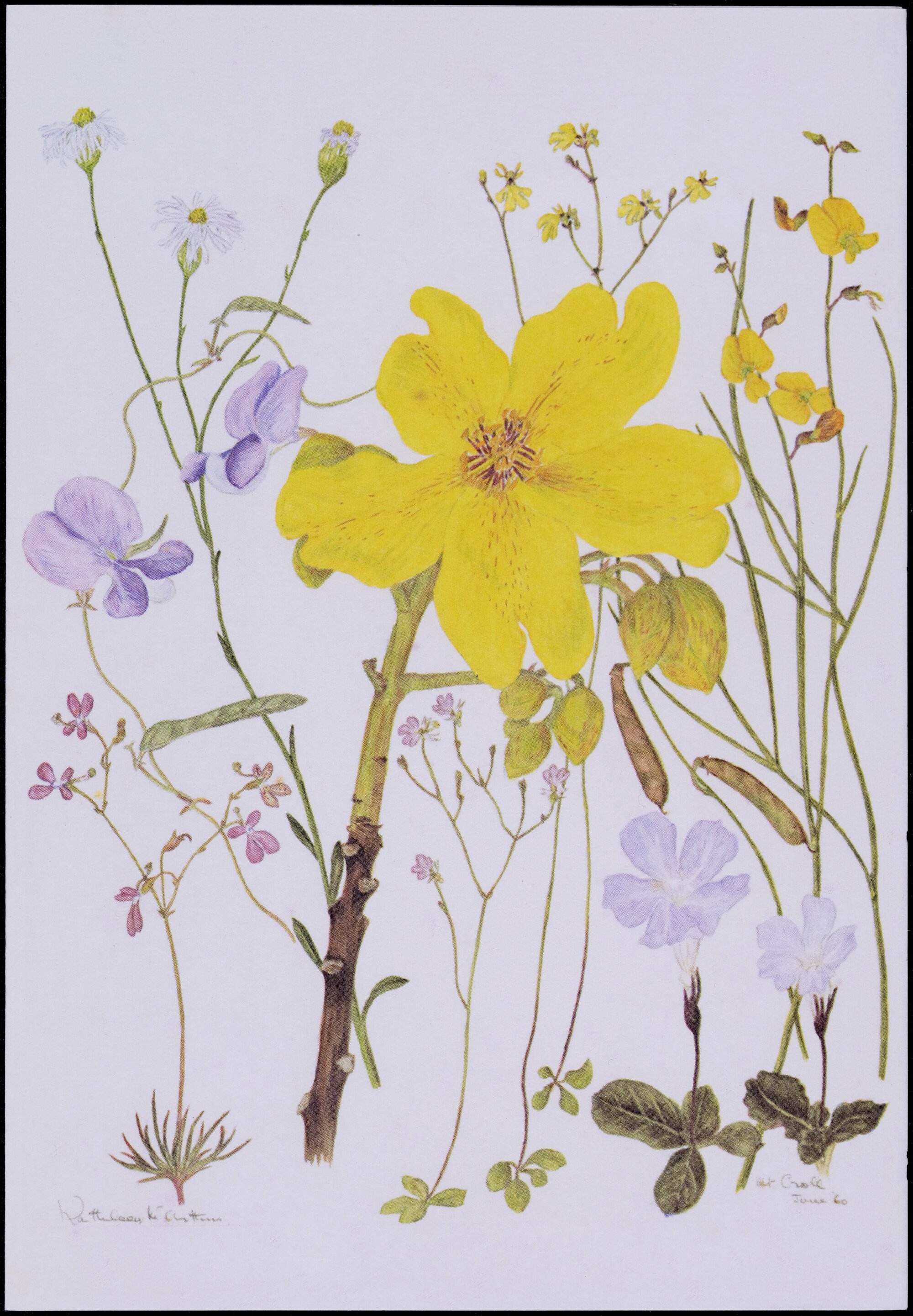 Mixed wildflower cards - "Mt Crole June"