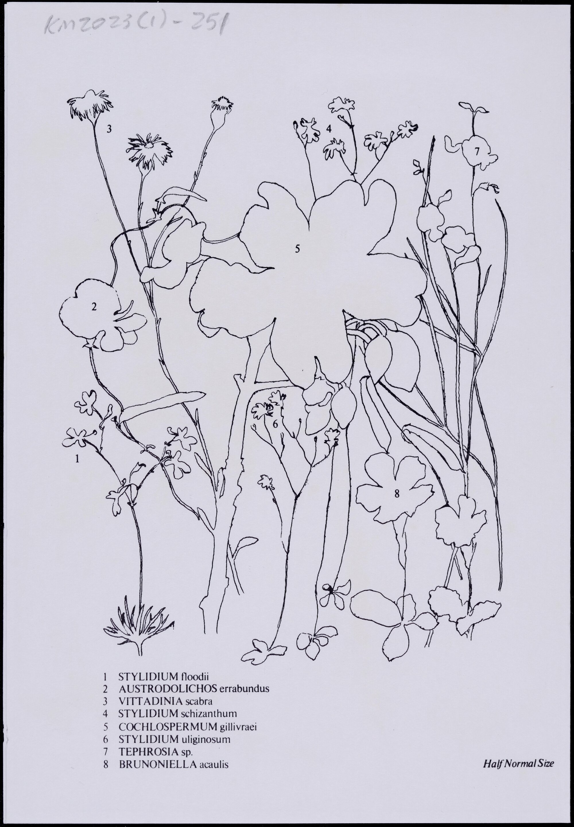 Mixed wildflower cards - "Mt Crole" - side 2