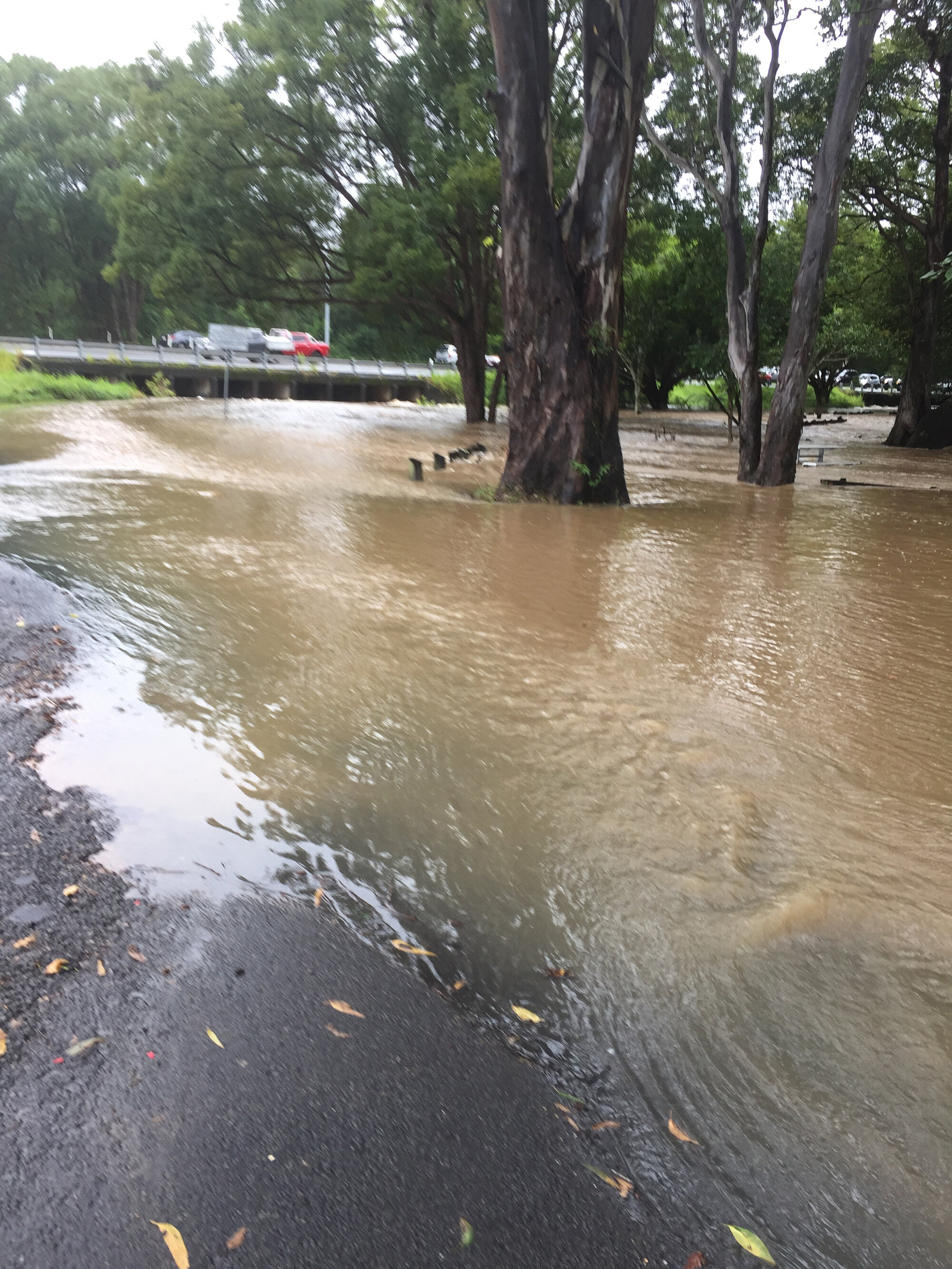 Flooded Paynter's Creek Rest Area, Nambour