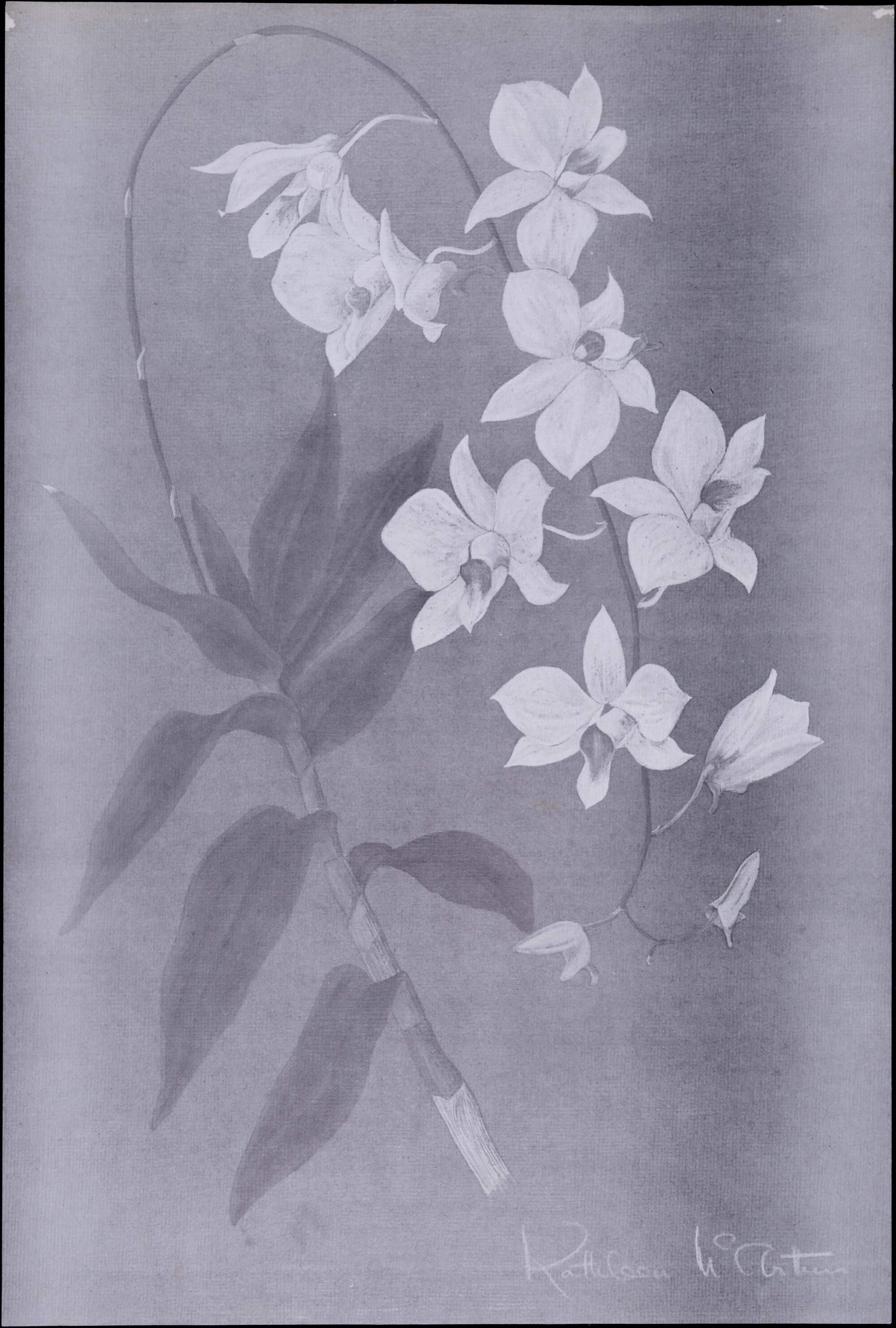 "White Kurrajong" 
