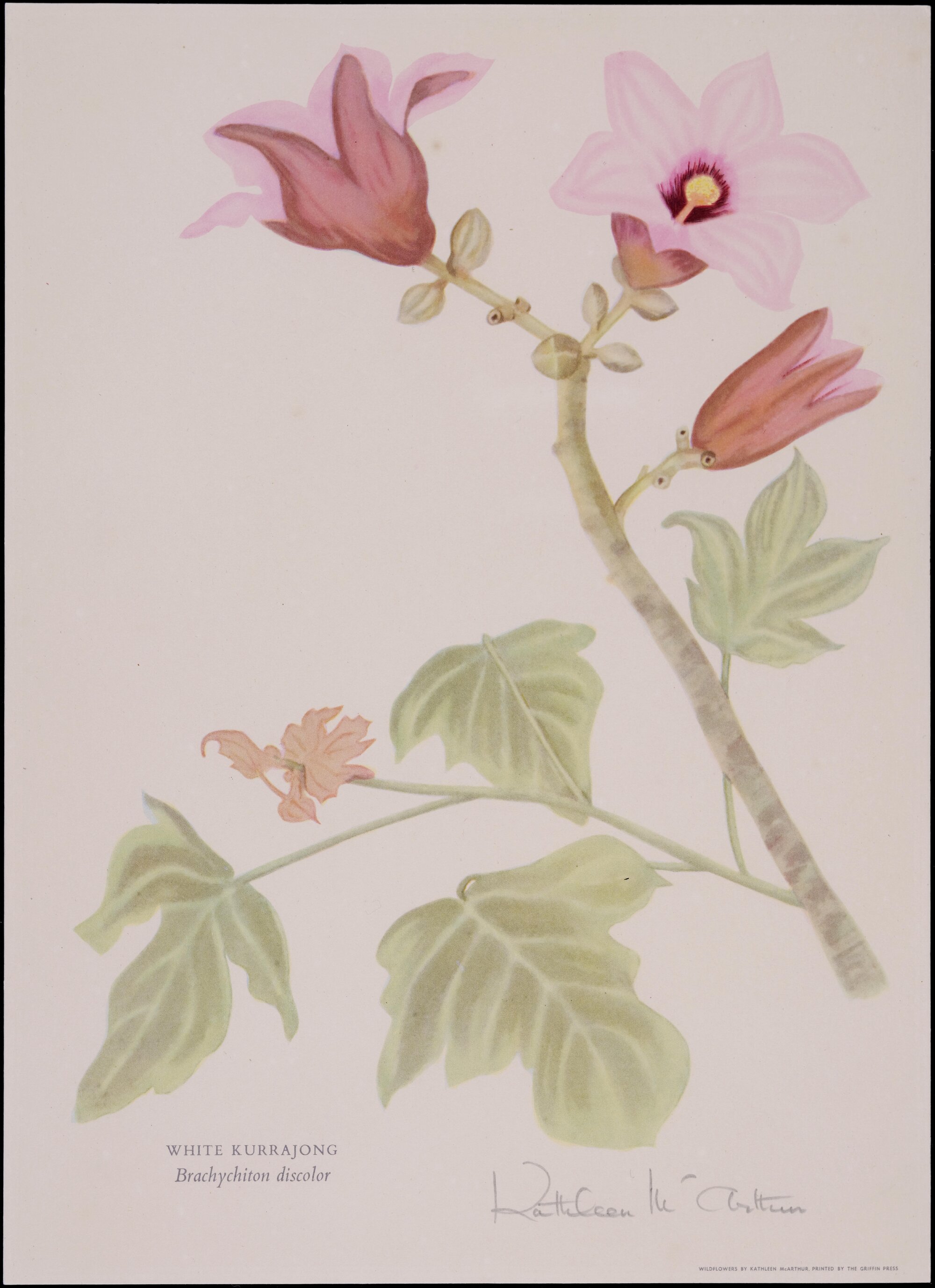 "White Kurrajong" - Brachychiton discolor