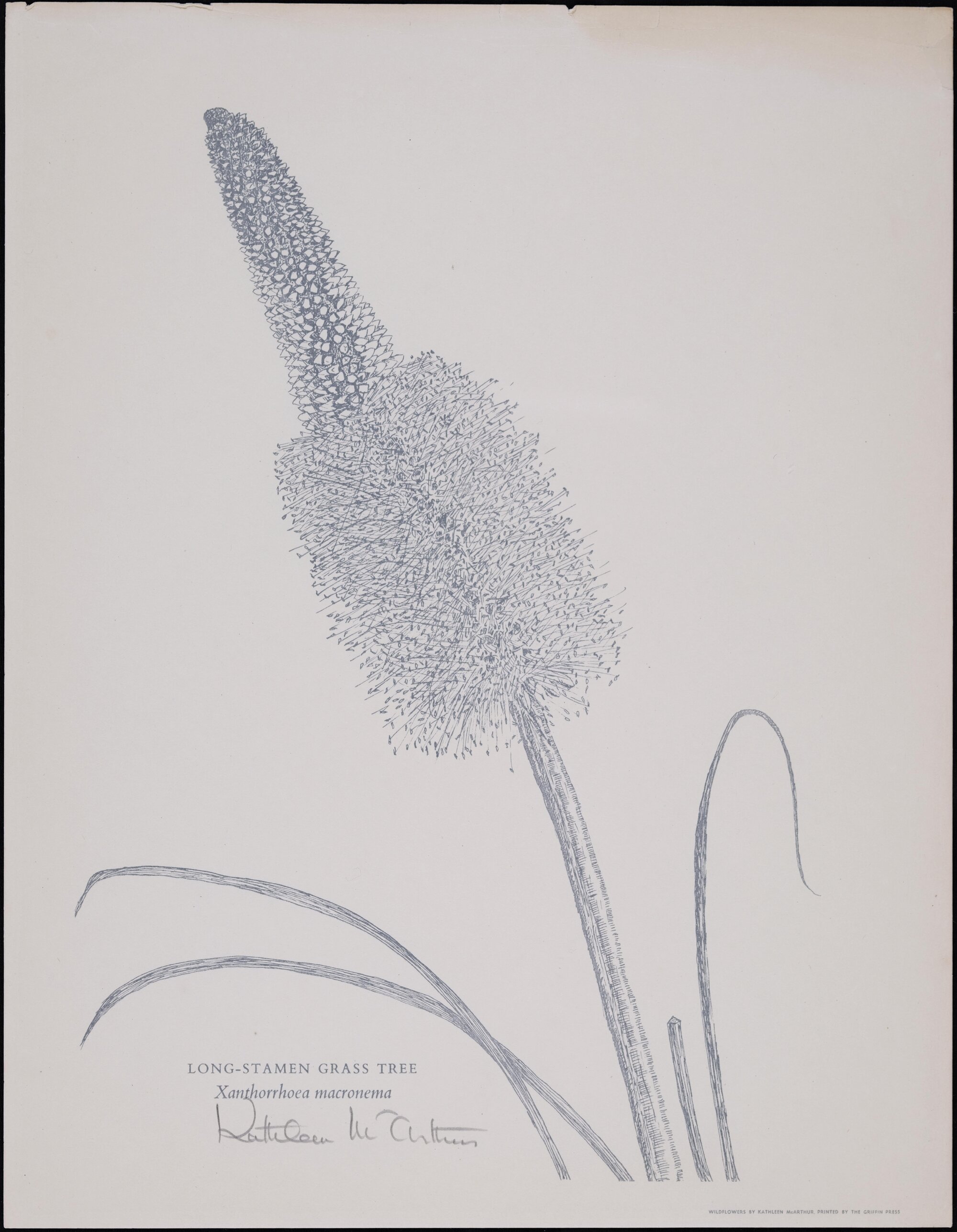 "Long-stamen Grass Tree" - Xanthorrhoea macronema