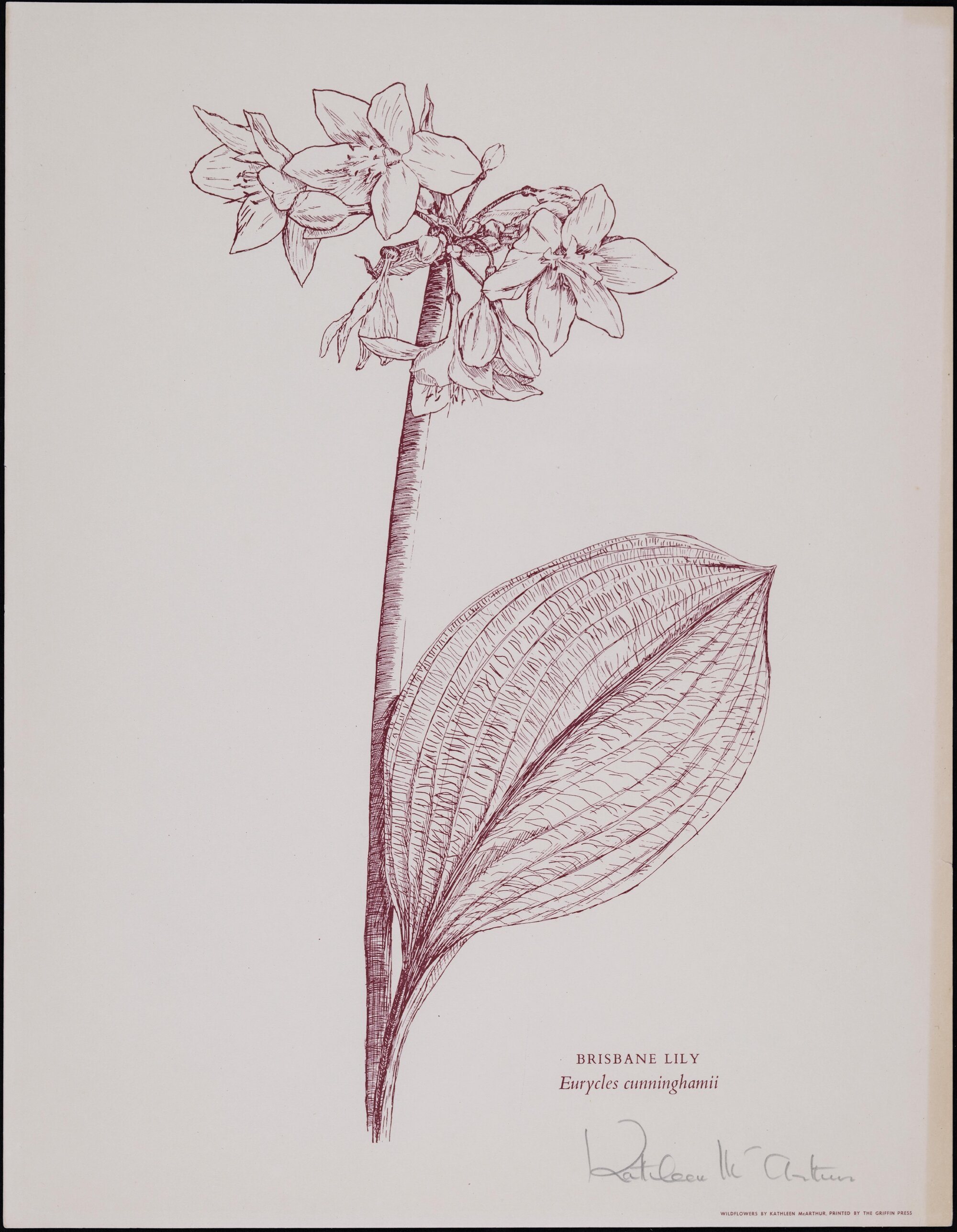 "Brisbane Lily" - Eurycles cunninghamii