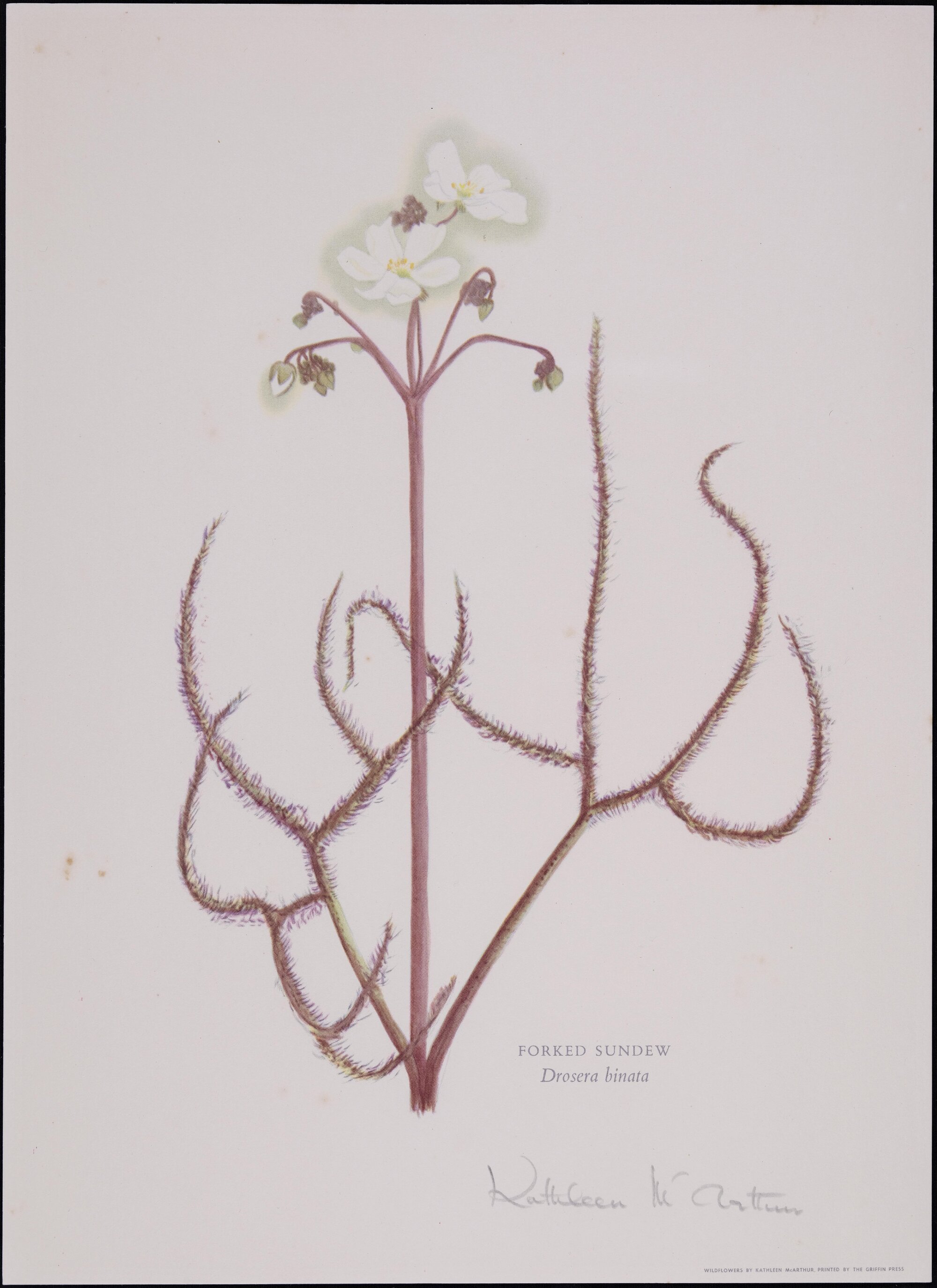 "Forked Sundew" - Drosera Binata