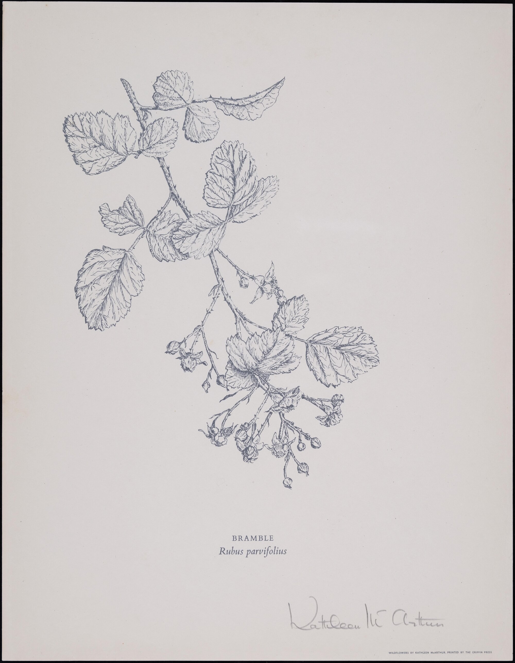 "Bramble" - Rubus parvifolius