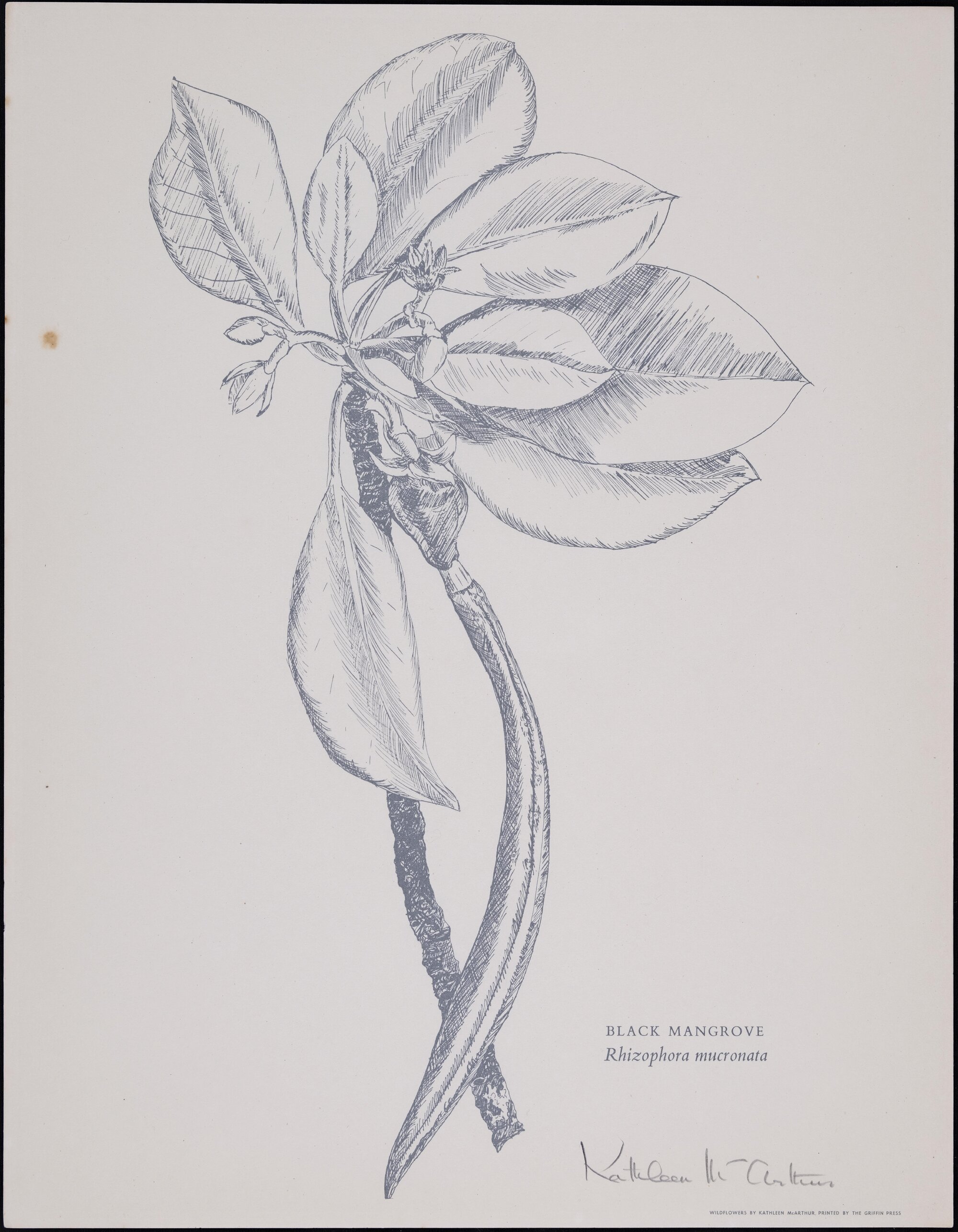 "Black Mangrove" - Rhizophora mucronata