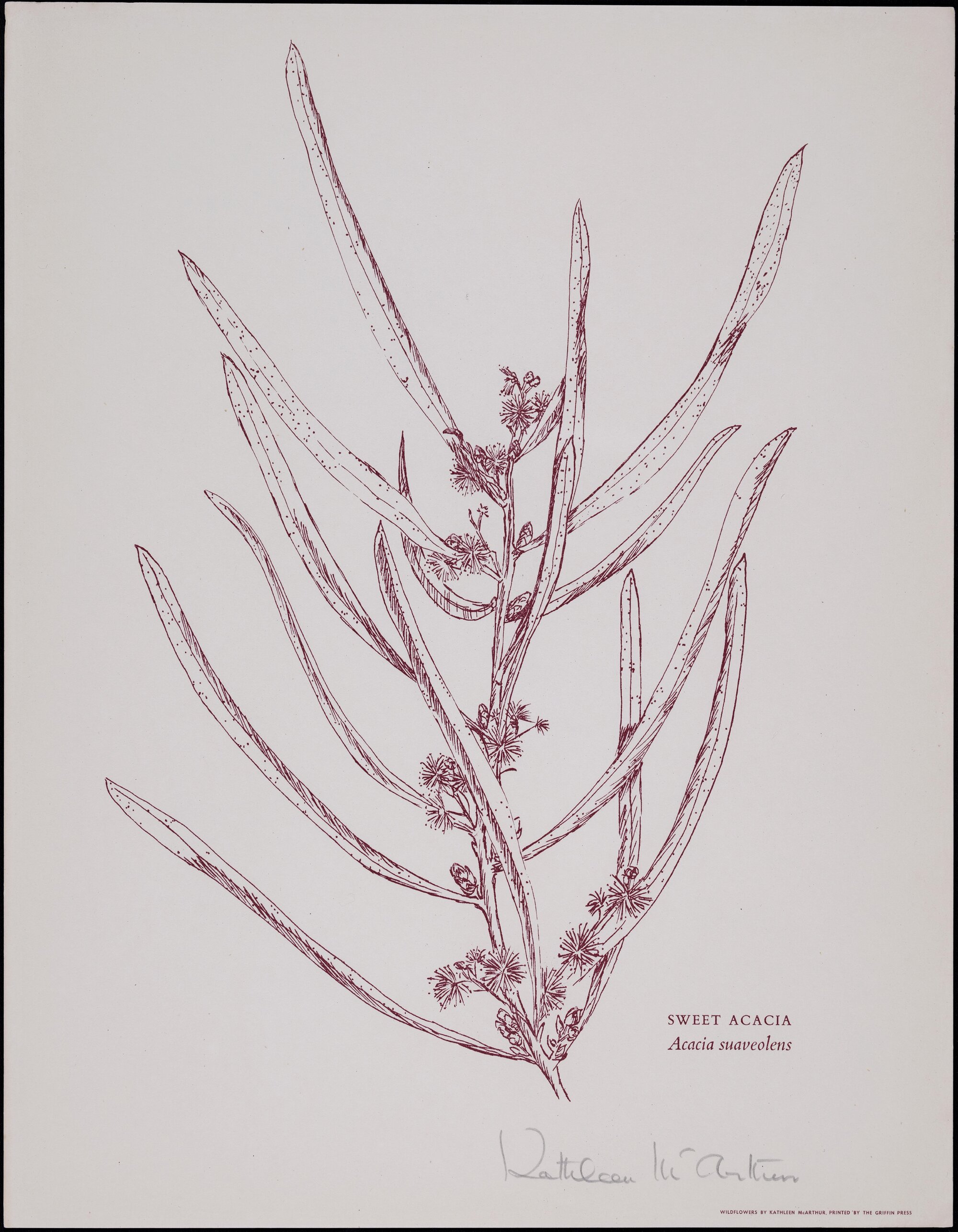 "Sweet Acacia" - Acacia suaveolens