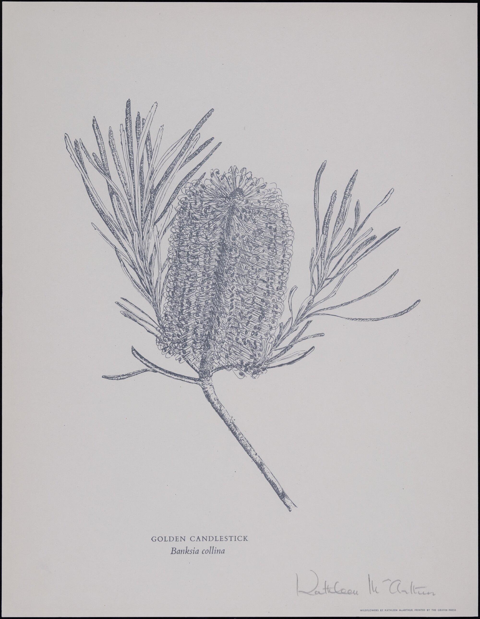 "Golden Candlestick" - Banksia collina