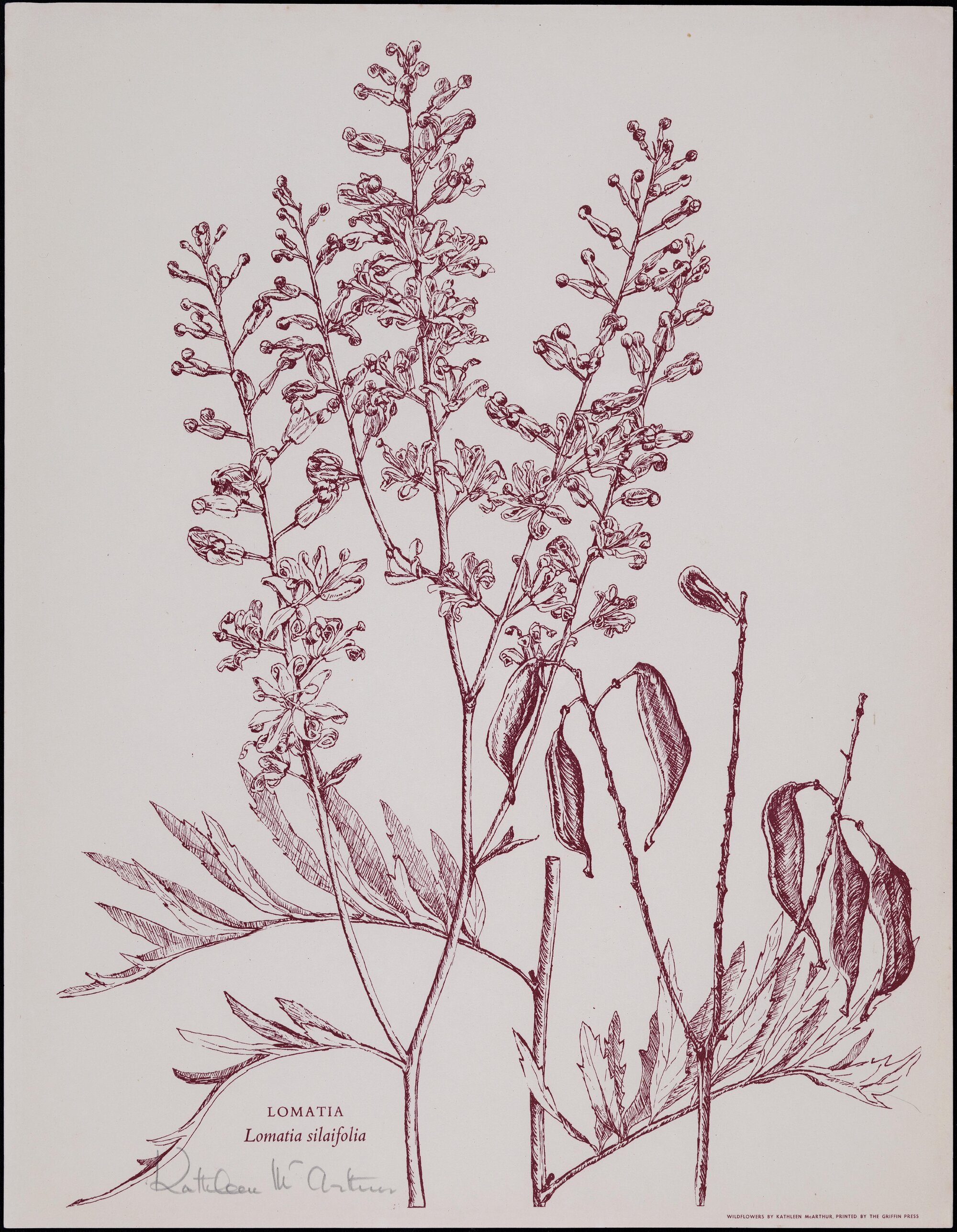 "Lomatia" - Lomatia silaifolia