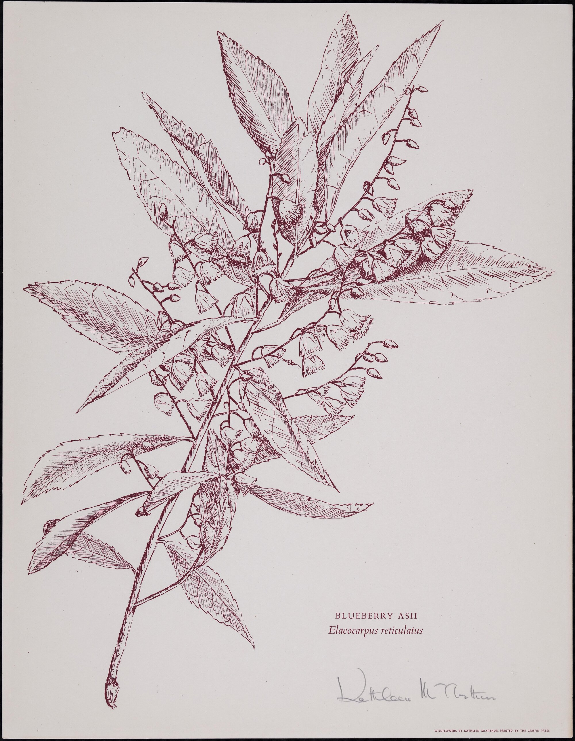 "Blueberry Ash" - Elaeocarpus reticulatus